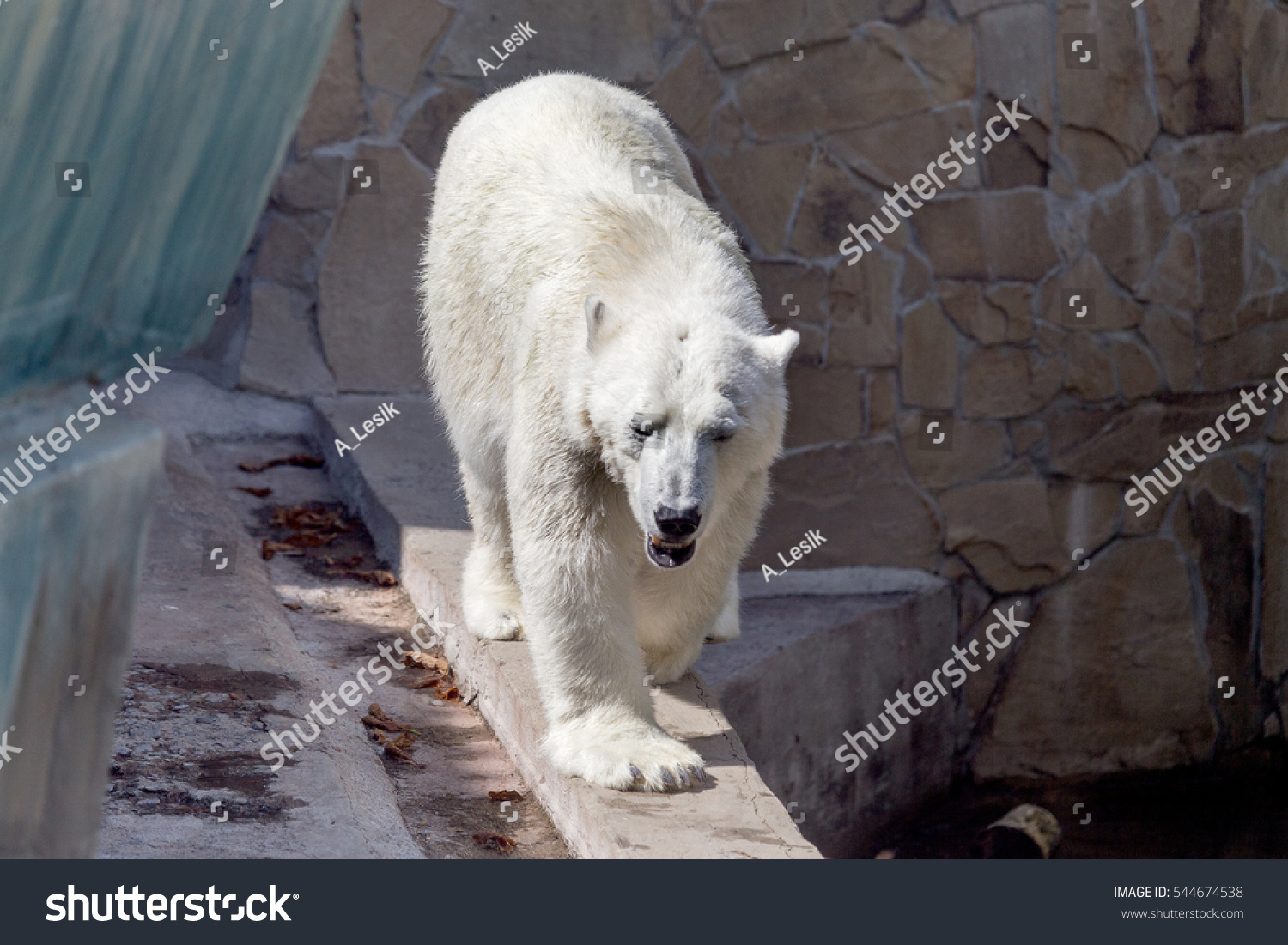 polar bear zoo enclosure