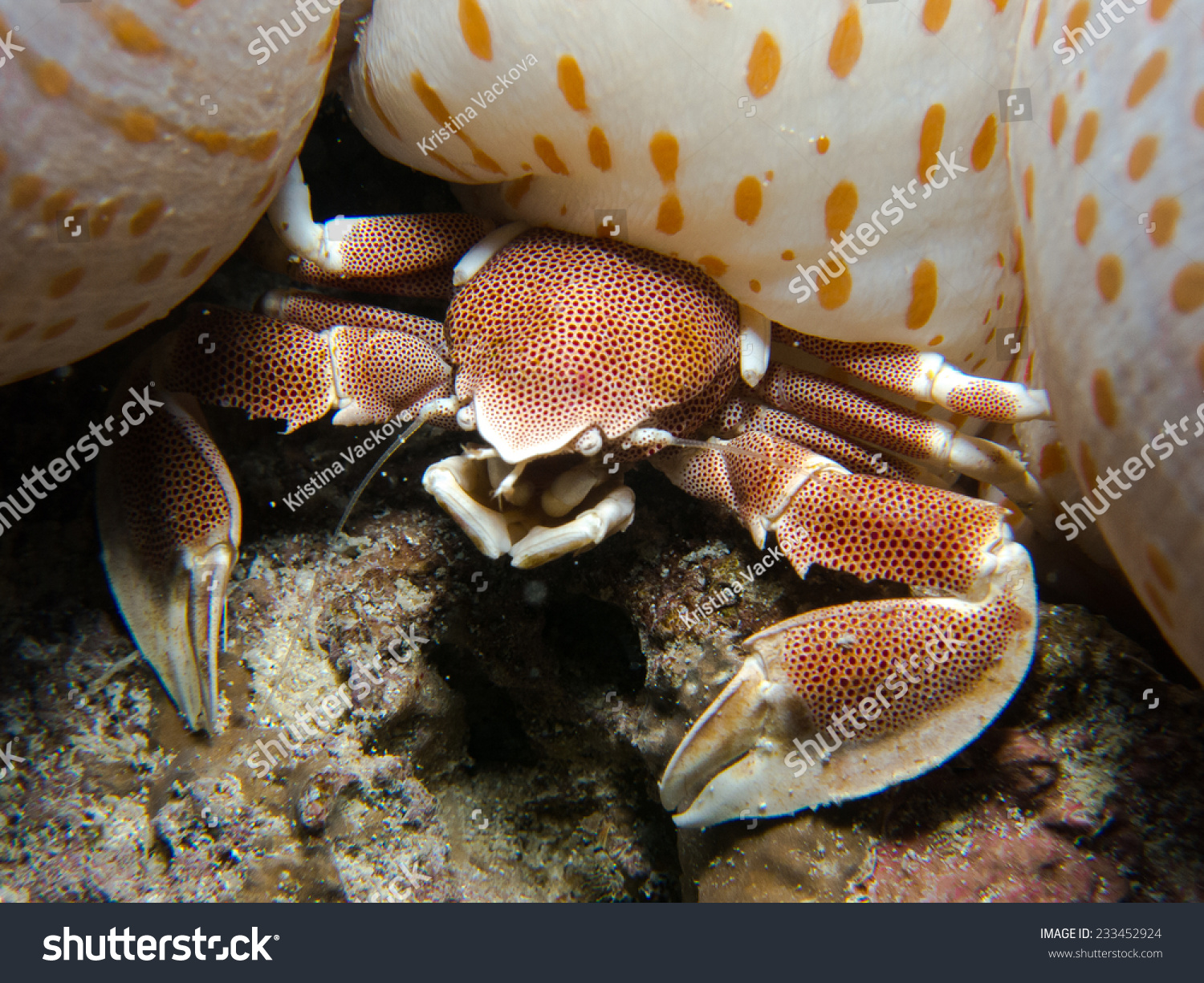 Big Porcelain Crab Sitting Outside Of Its Anemone Coral. Porcelain ...