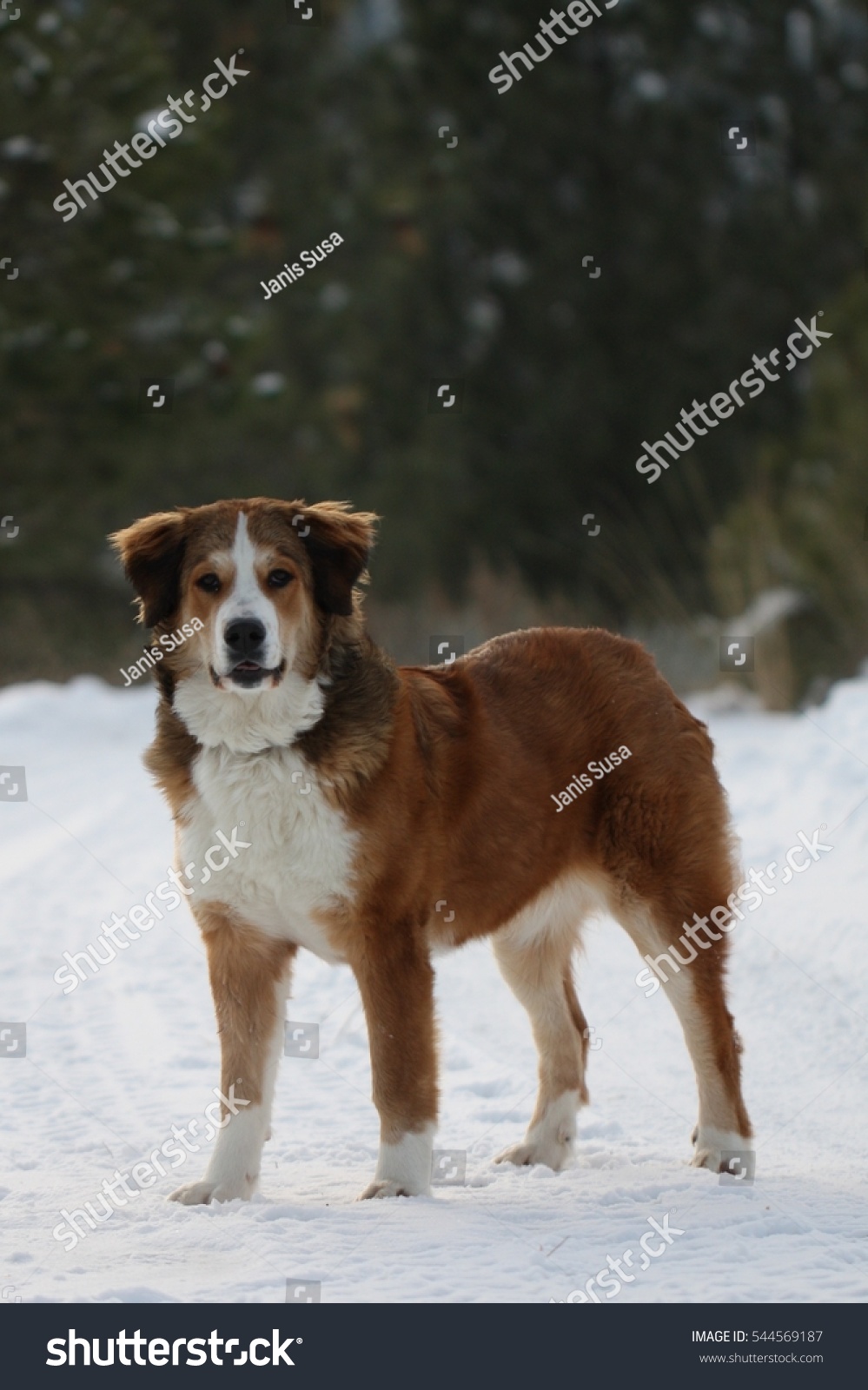 great pyrenees mix bernese mountain dog