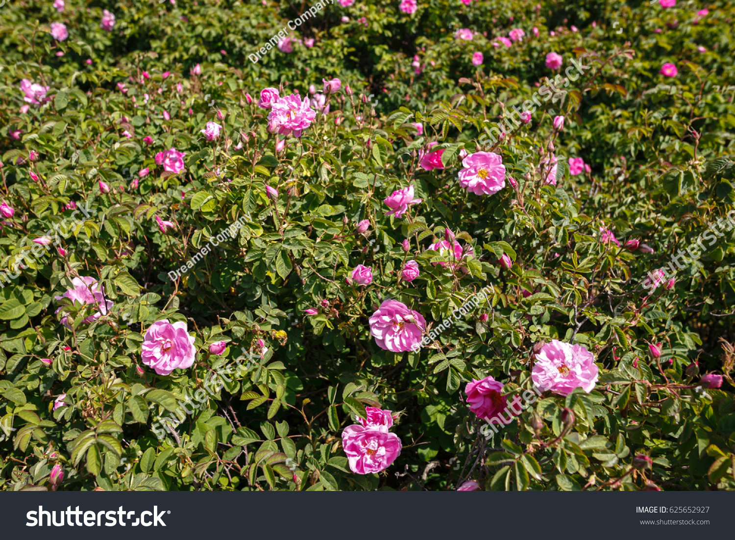 Big Rose Garden Stock Photo 625652927 Shutterstock