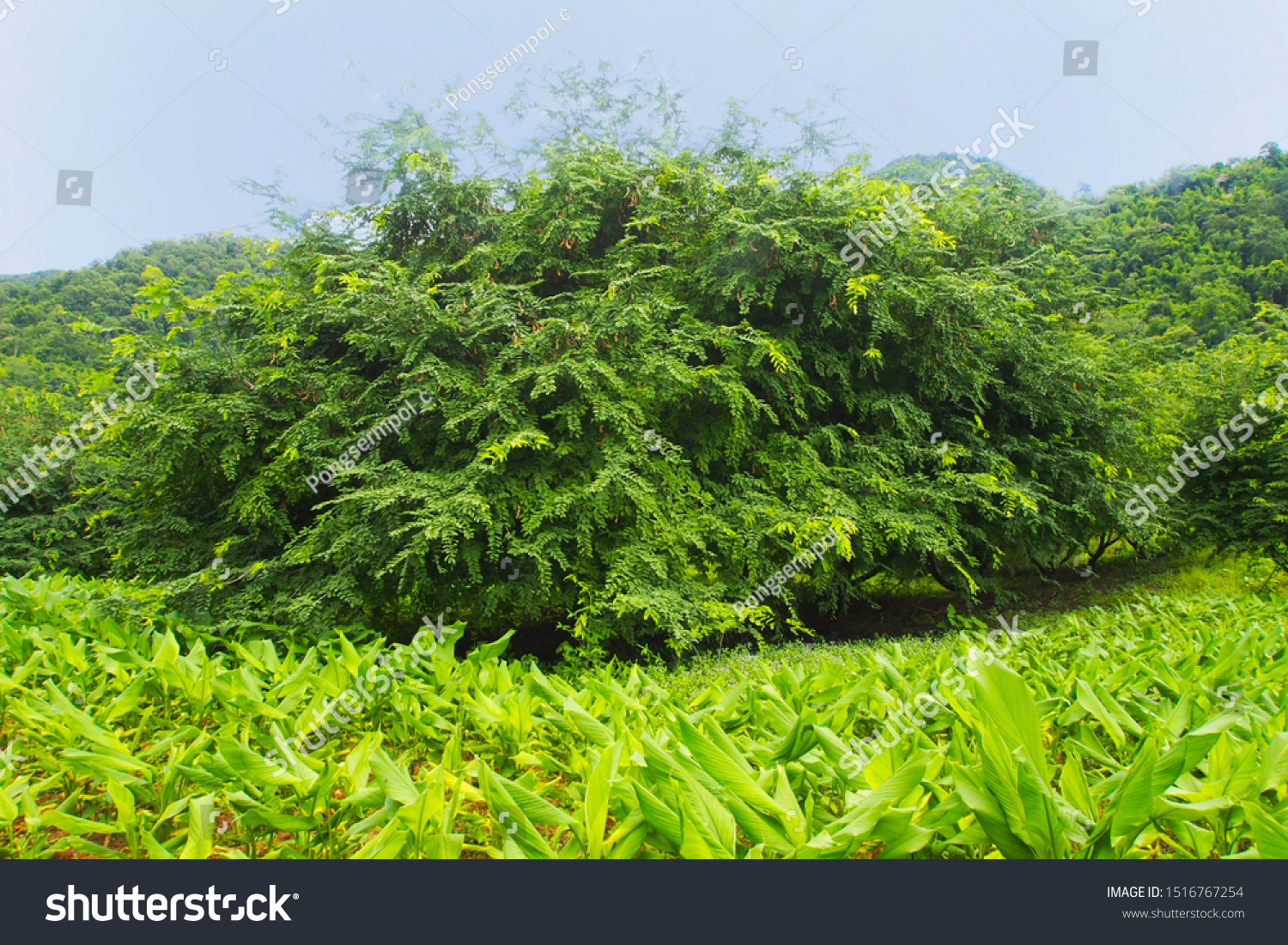 Big Tamarind Tree Tamarindus Indica Tropical Stock Photo Edit Now