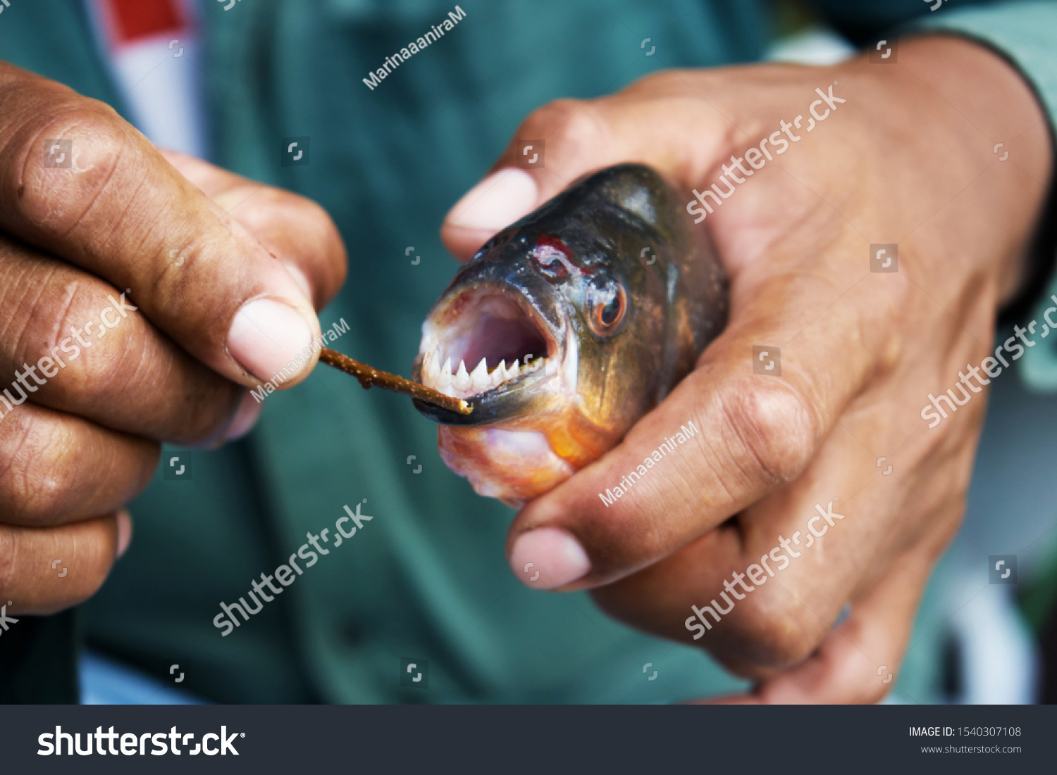 Big Teeth Piranha Fish Amazon River Stock Photo Edit Now