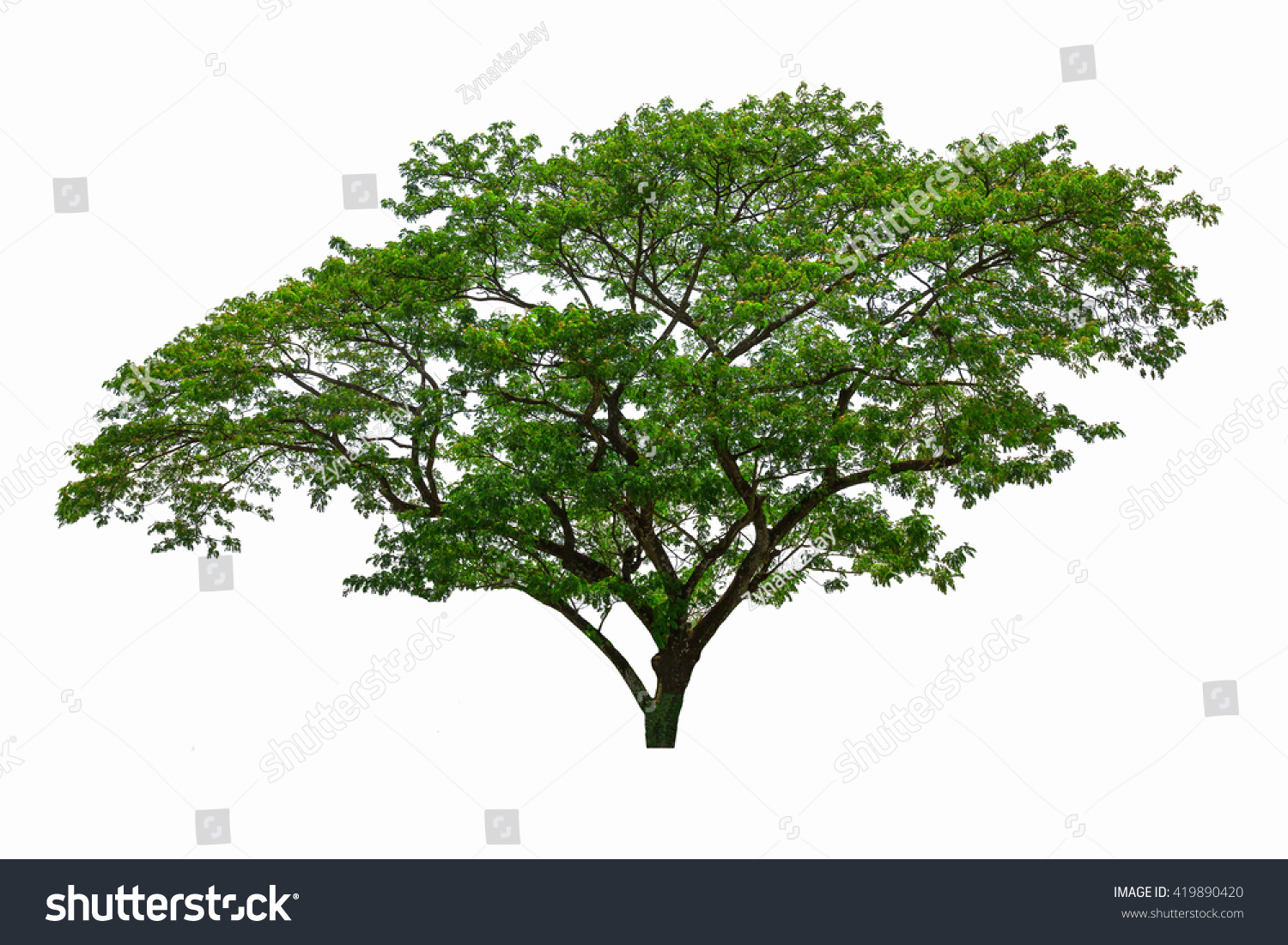 Big Tree Isolated On White Background. Stock Photo 419890420 : Shutterstock