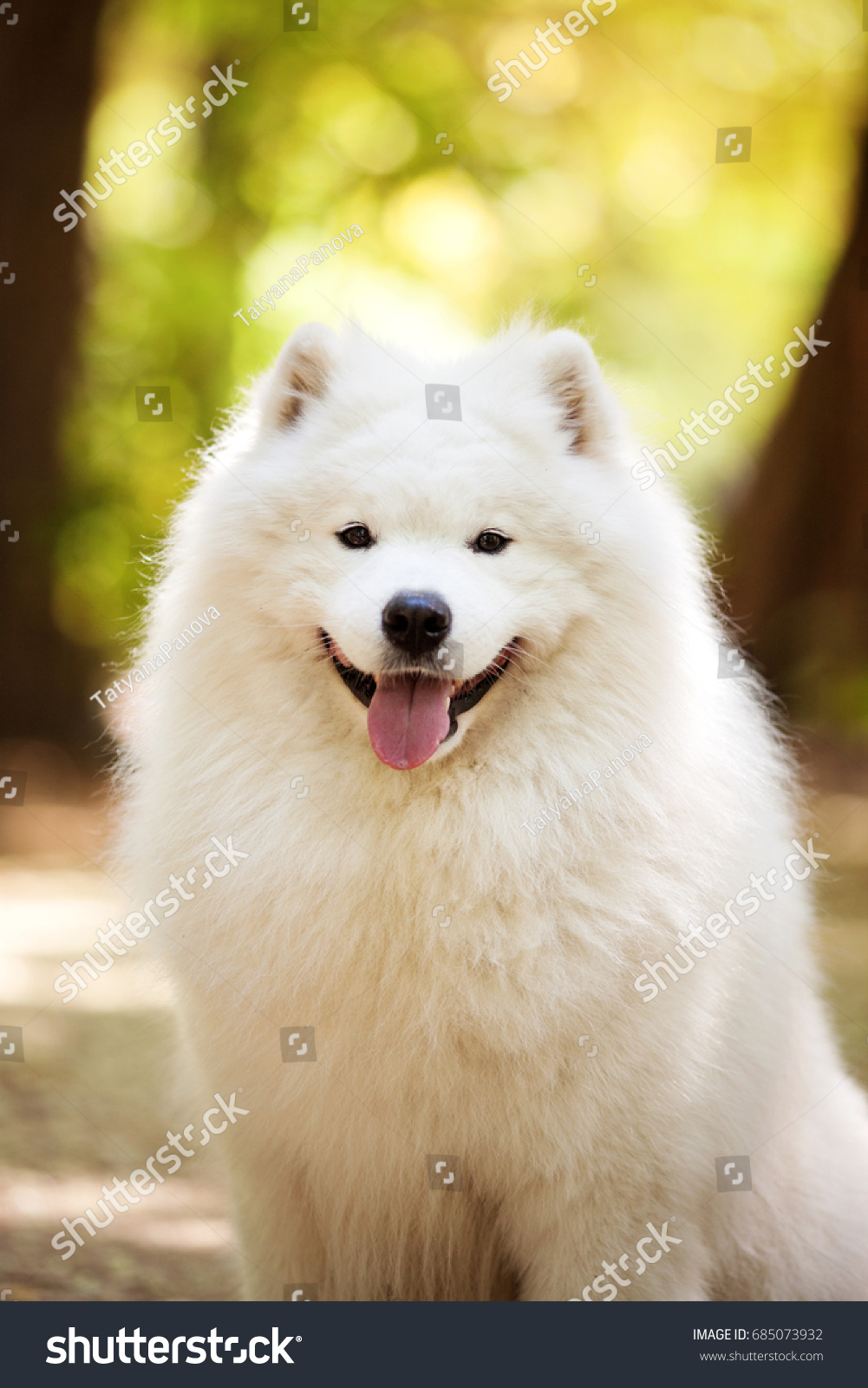 big white fluffy dog samoyed