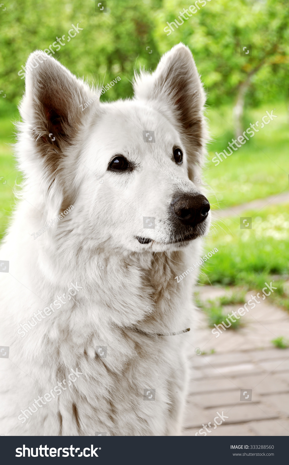 Big White Sheep Dog Like Polar Stock Photo Edit Now 333288560