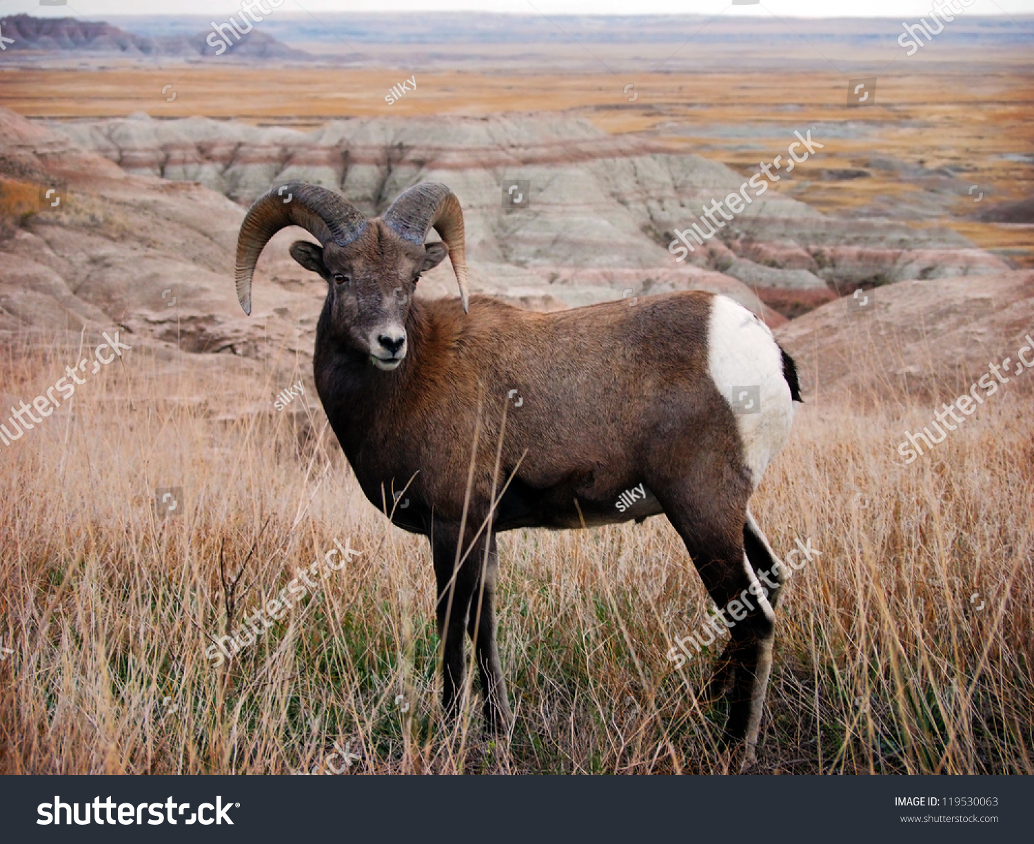 395 Badlands Bighorn Sheep Dakota Ram Images, Stock Photos & Vectors ...