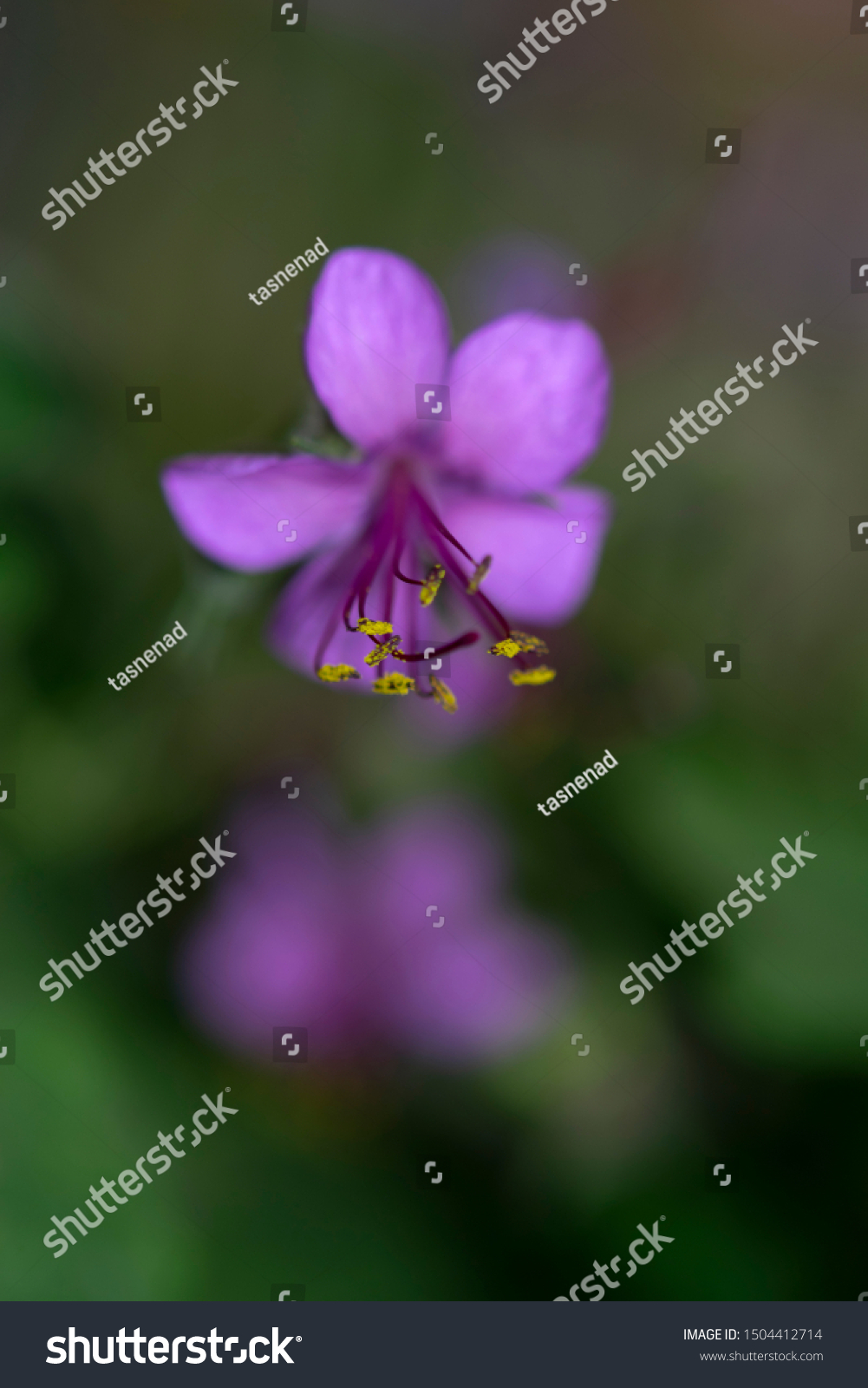 Bigroot Geranium Flower Geranium Macrorrhizum Stock Photo Edit Now 1504412714