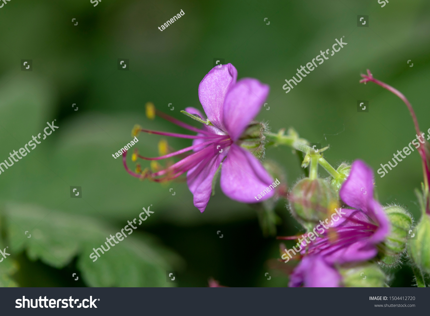 Bigroot Geranium Flower Geranium Macrorrhizum Stock Photo Edit Now 1504412720