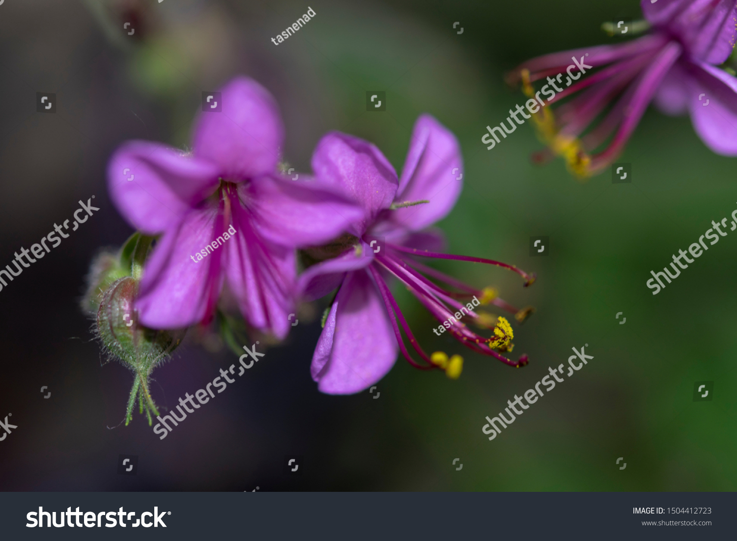 Bigroot Geranium Flower Geranium Macrorrhizum Nature Stock Image 1504412723