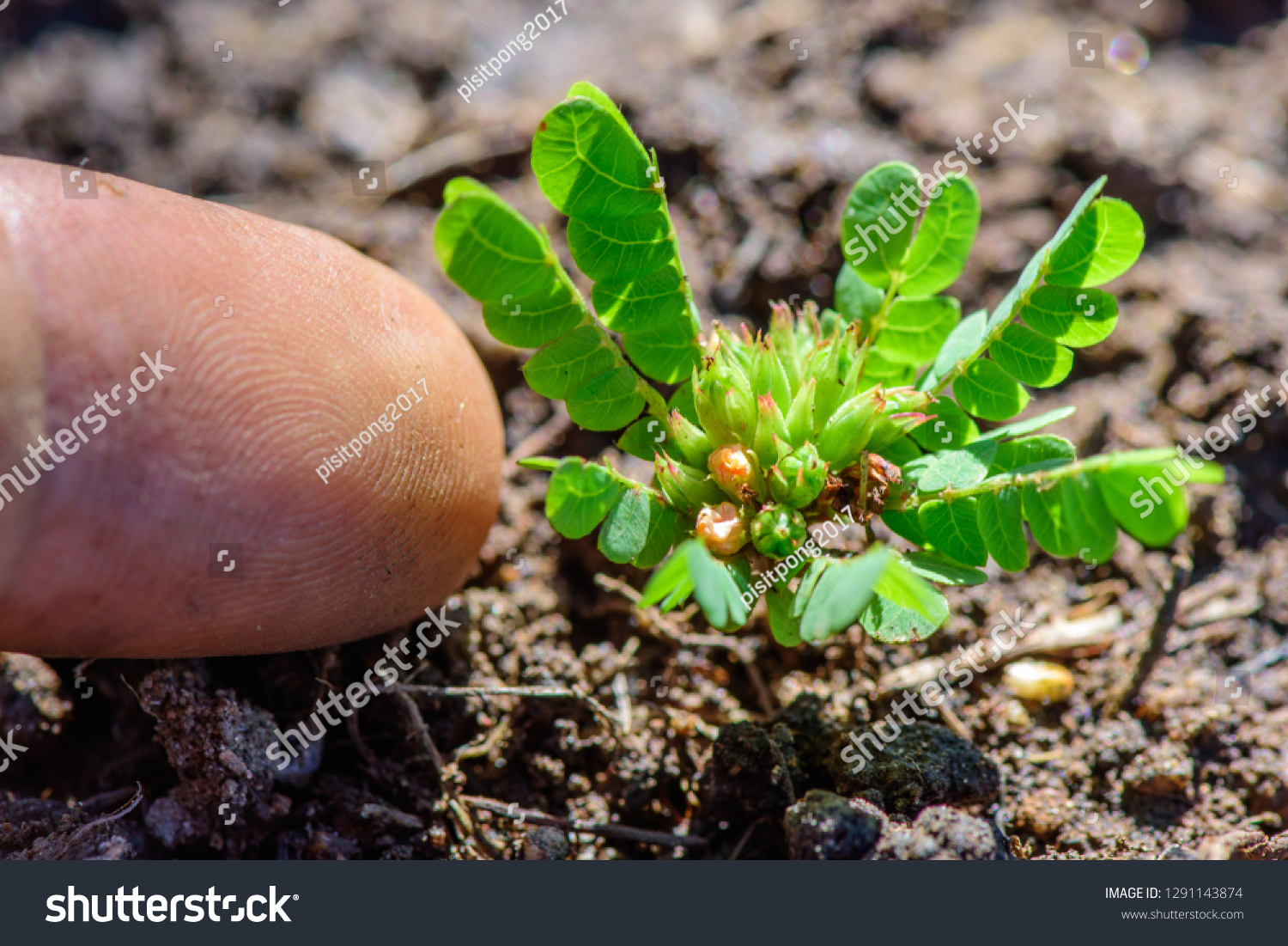 Biophytum Sensitivum Little Tree Plant Tiny Stock Photo Edit Now Biophytum Sensitivum Little Tree Plant Tiny Stock Photo Edit Now