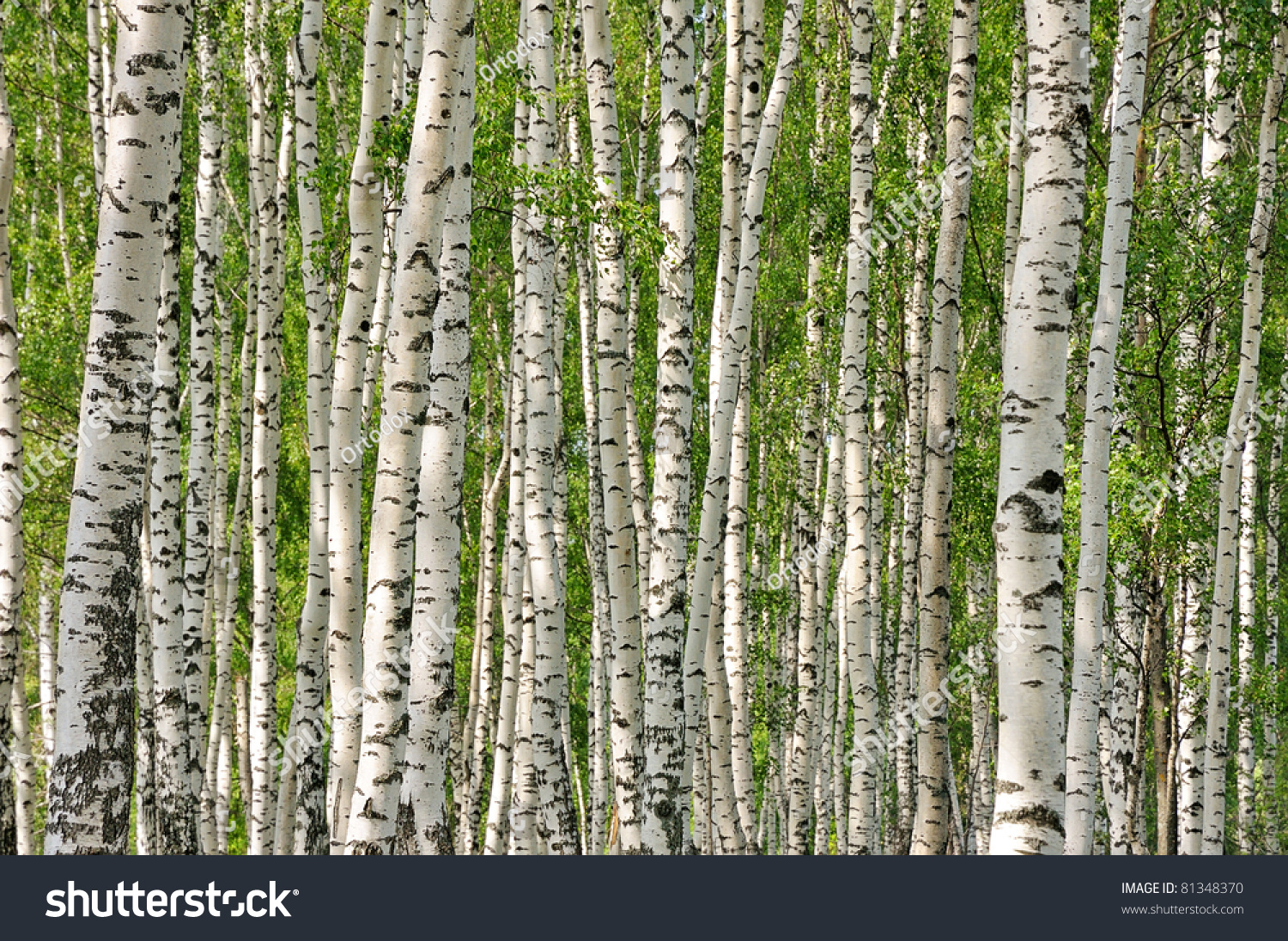 Birch Forest. Birch Grove. White Birch Trunks. Spring Sunny Forest ...