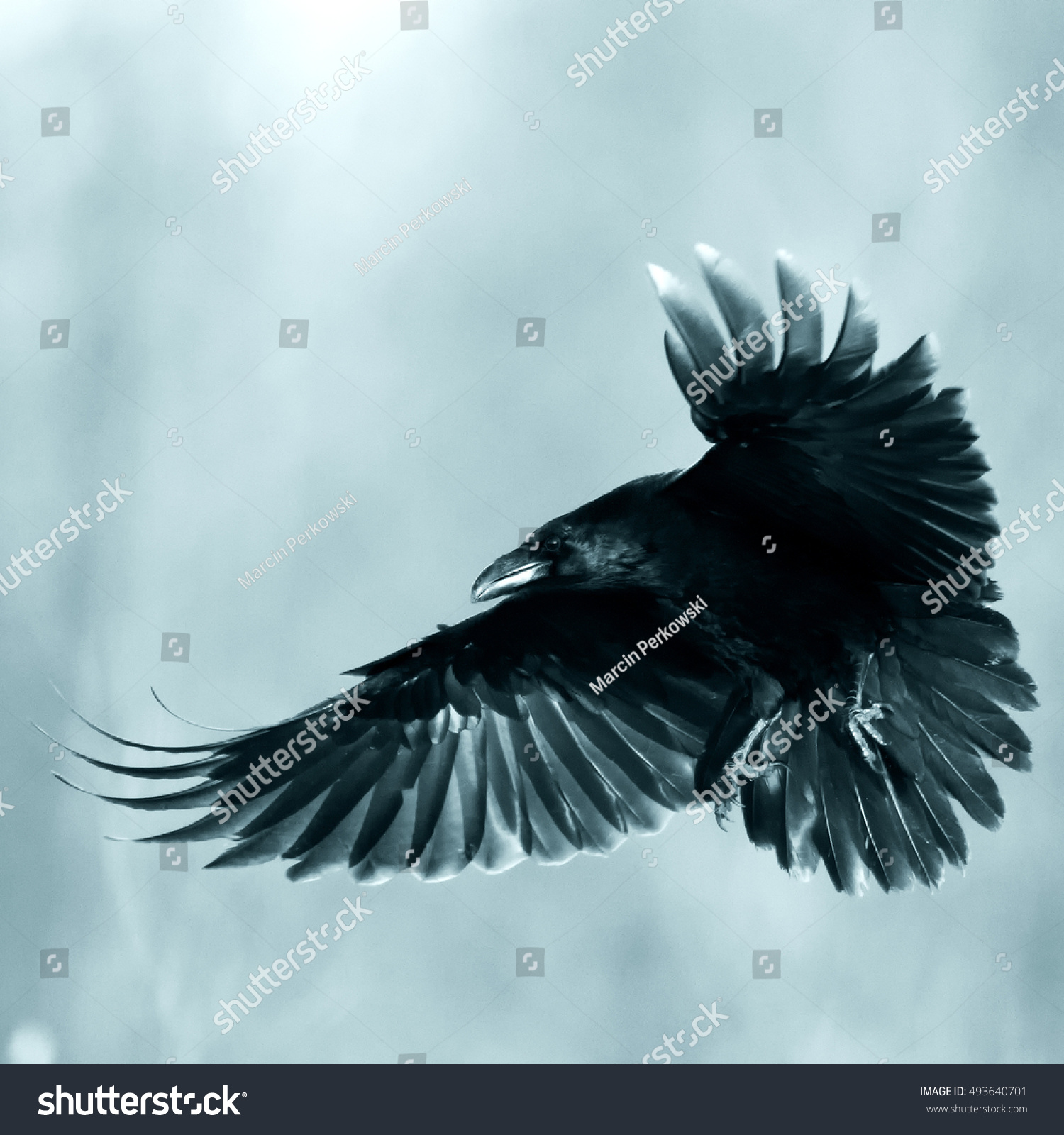 Details about   AM_ WO_ Halloween Black Feather Crow Scary Black Bird Raven Decoration Sinister 