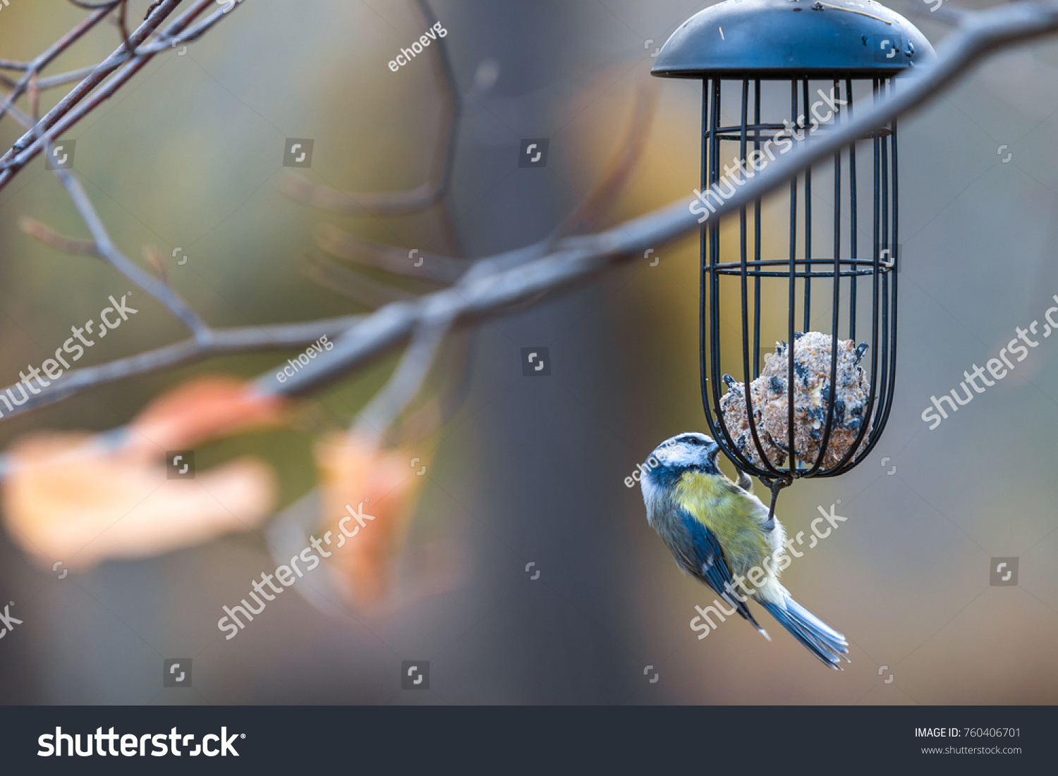 Bird Eating Feeder Park Eurasian Blue Stock Photo Edit Now 760406701