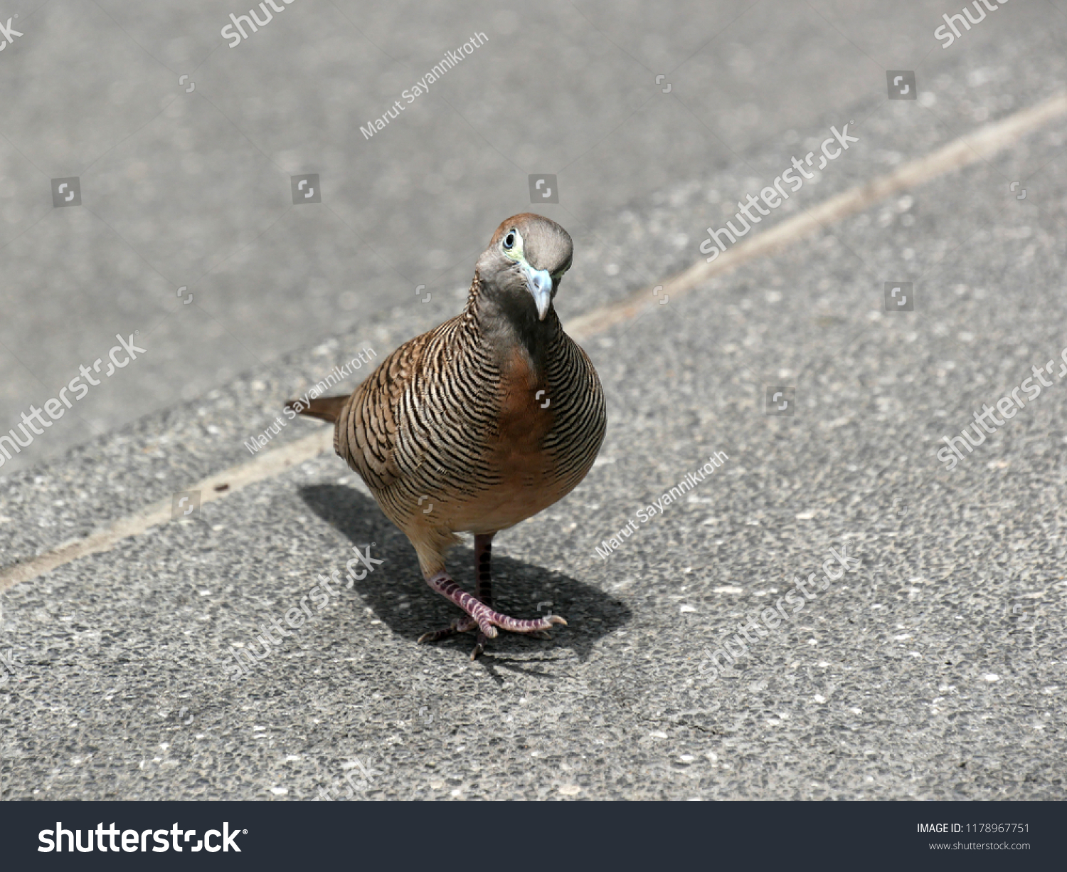 Bird City Close Zebra Dove Walking Stock Photo Edit Now 1178967751