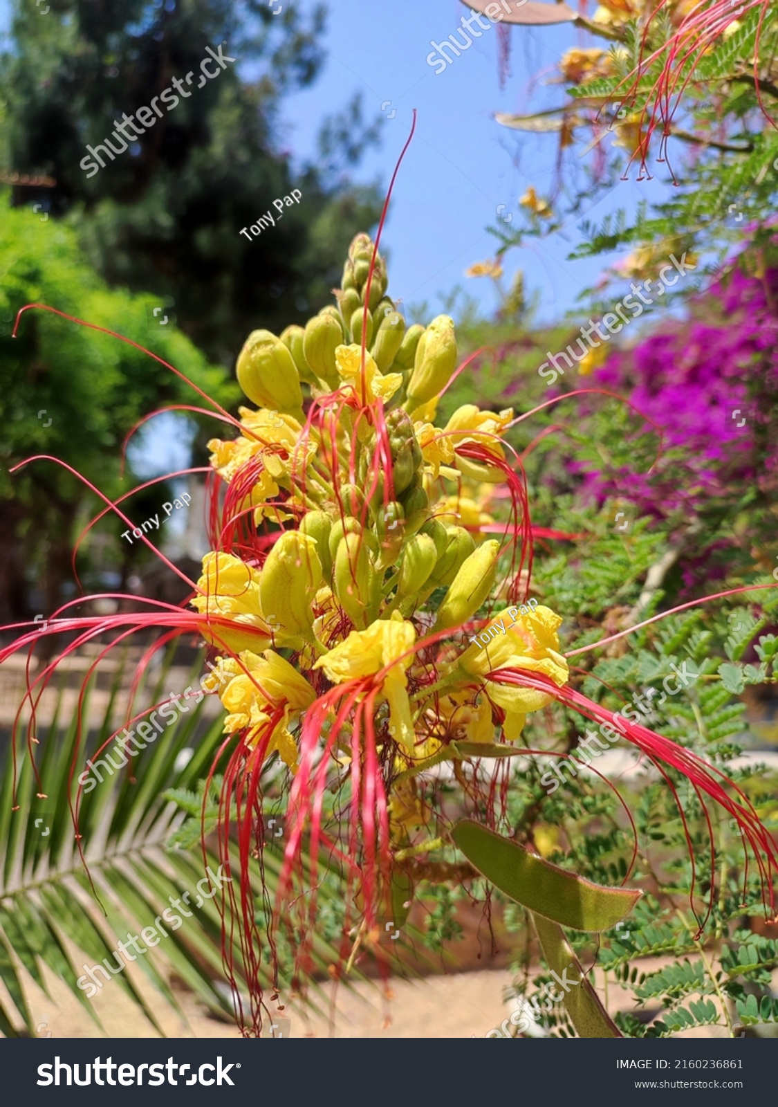 Bird Paradise Species Caesalpinia Botanical Name Stock Photo 2160236861