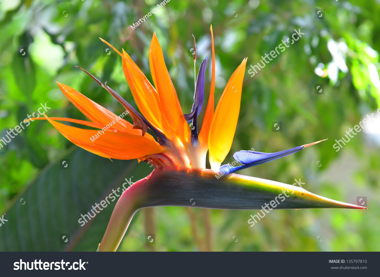 Bird Of Paradise Flowers (Strelitzia) On Natural Green. This Flower Is ...