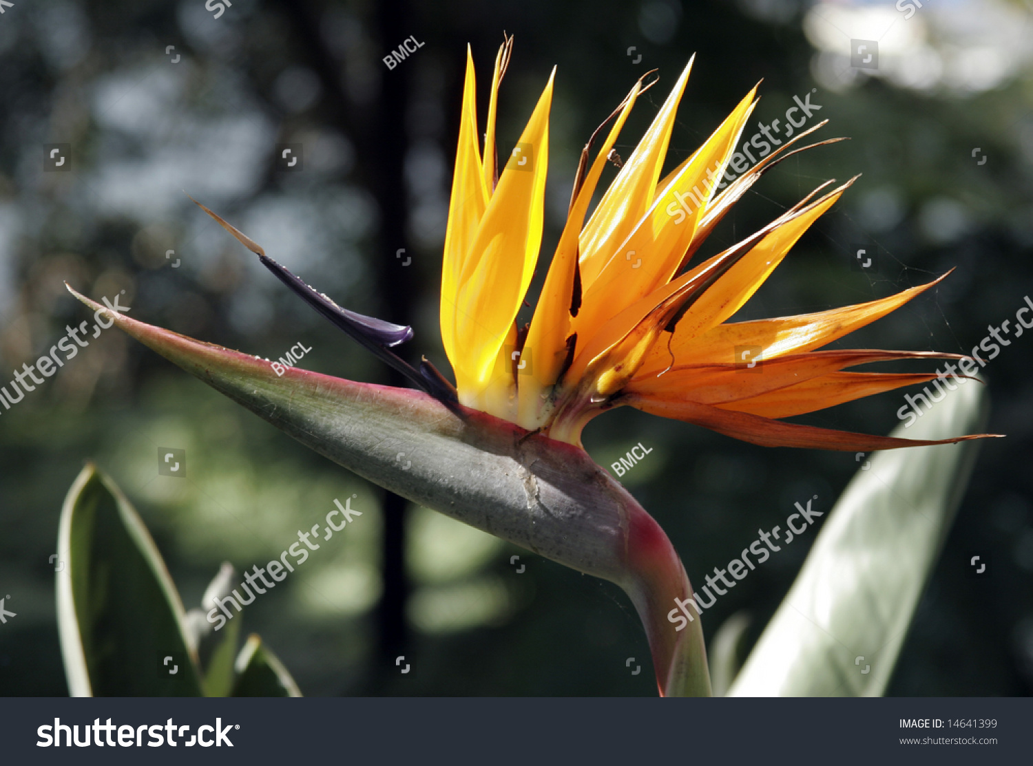 Bird Of Paradise Native Australian Wild Flower Stock Photo 14641399 ...