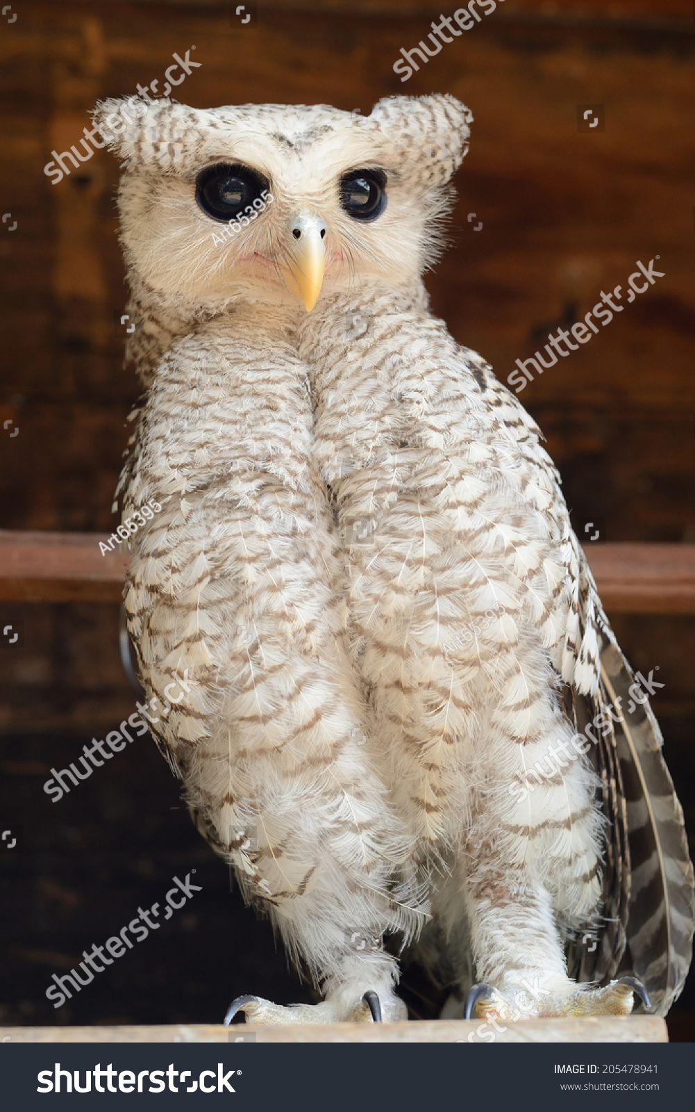 Bird On The Best Perch (Spot-Bellied Eagle-Owl Or Forest Eagle-Owl ...