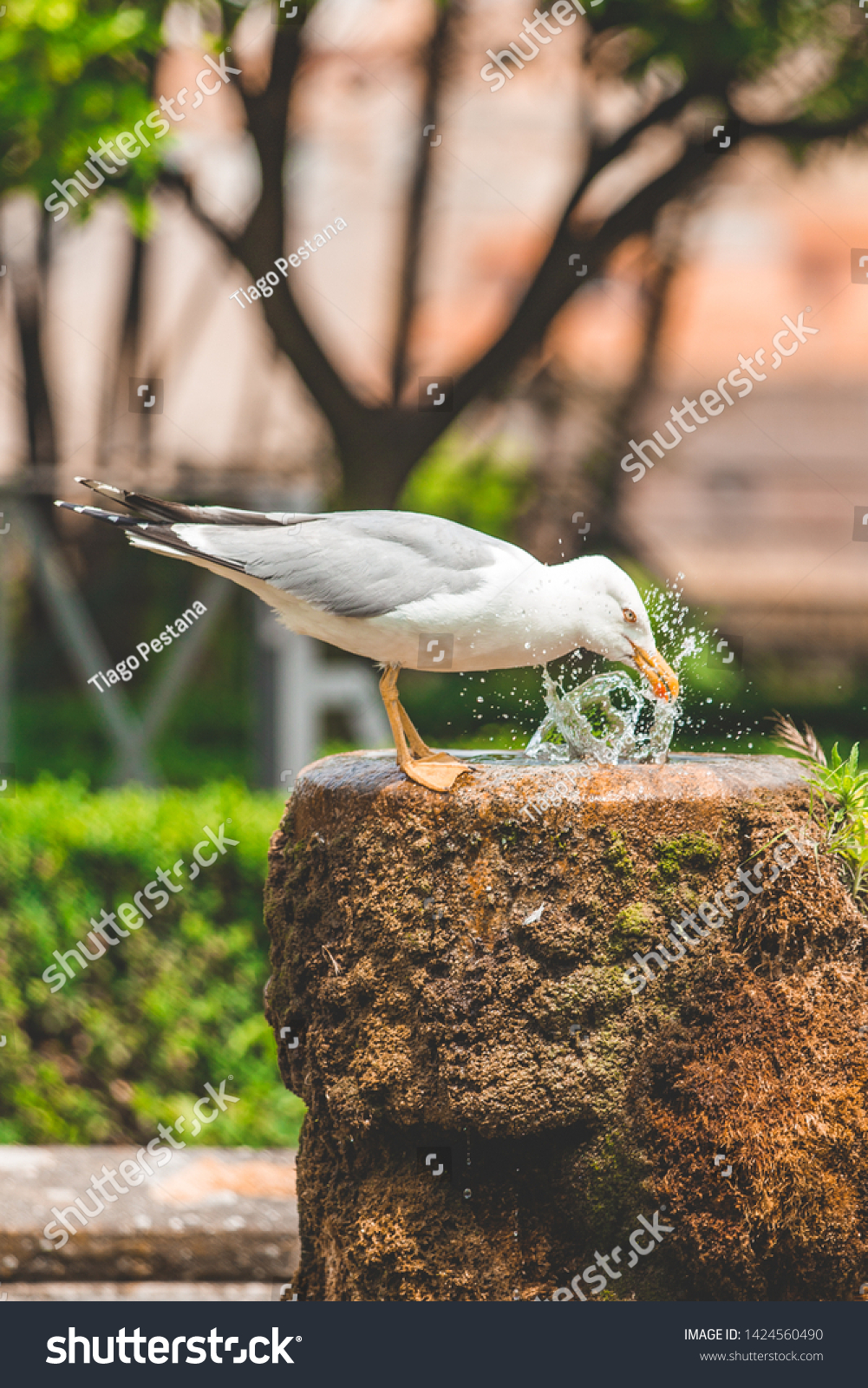 Bird Refreshes Itself On Water Fountain Stock Photo Edit Now