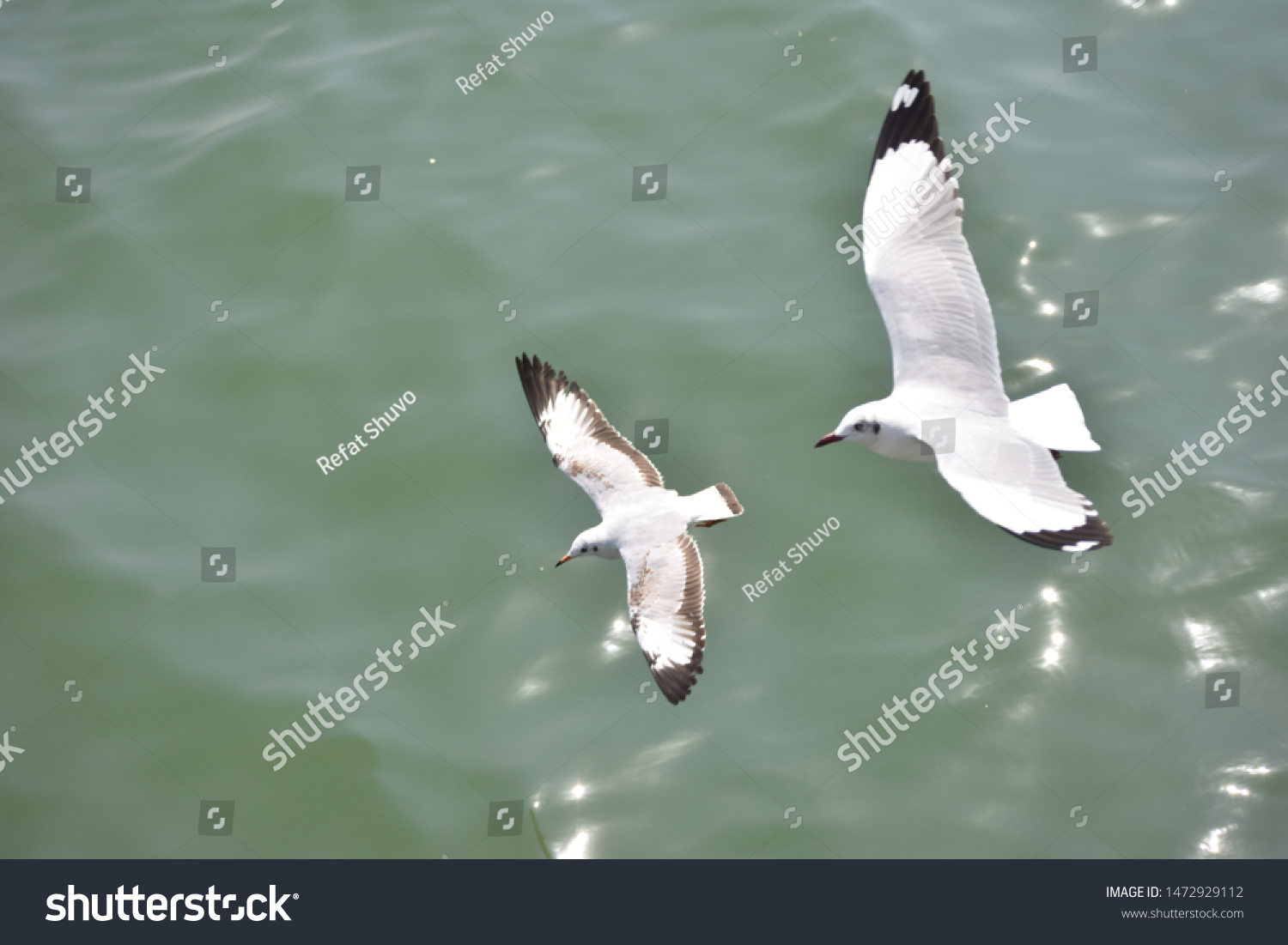 Bird Song Welcomes New Day Sweet Stock Photo Edit Now