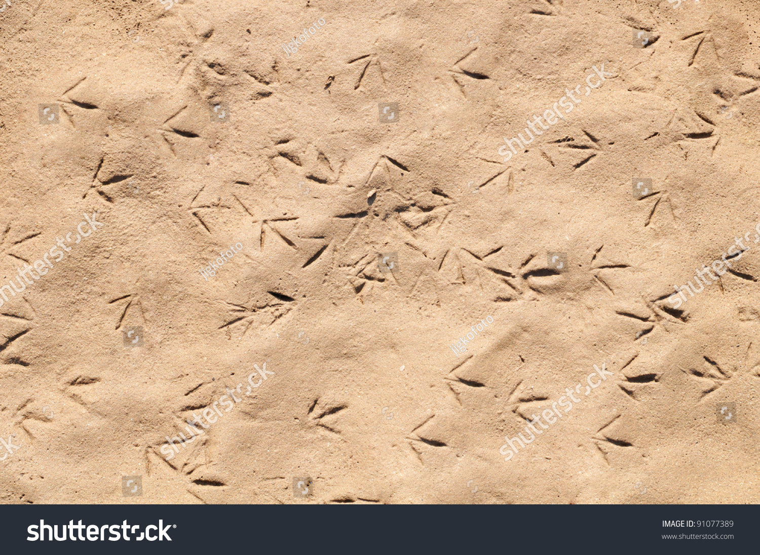 Bird Tracks Stock Photo 91077389 Shutterstock