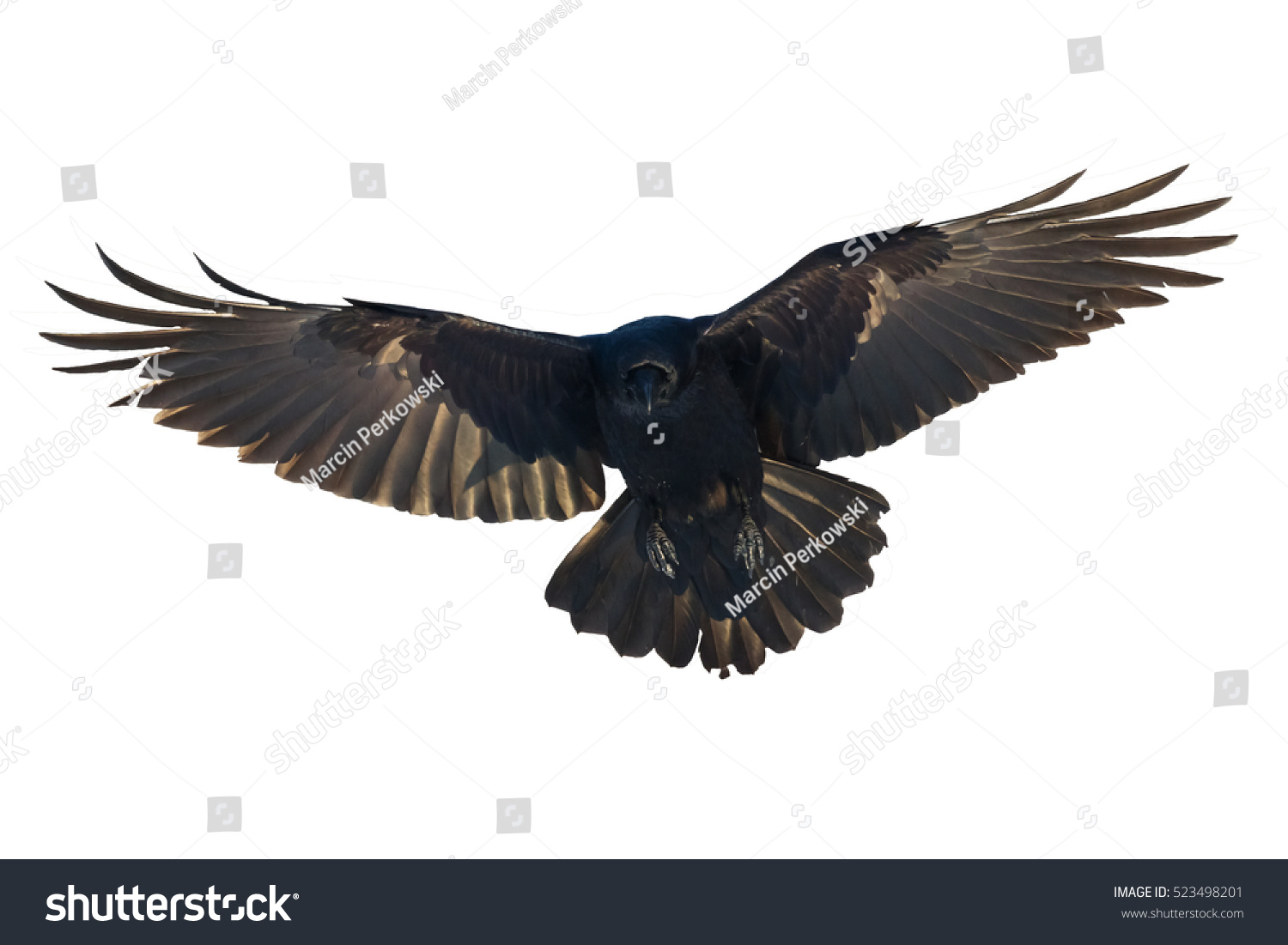 Birds Common Raven Corvus Corax Isolated Stock Photo (Edit Now) 523498201