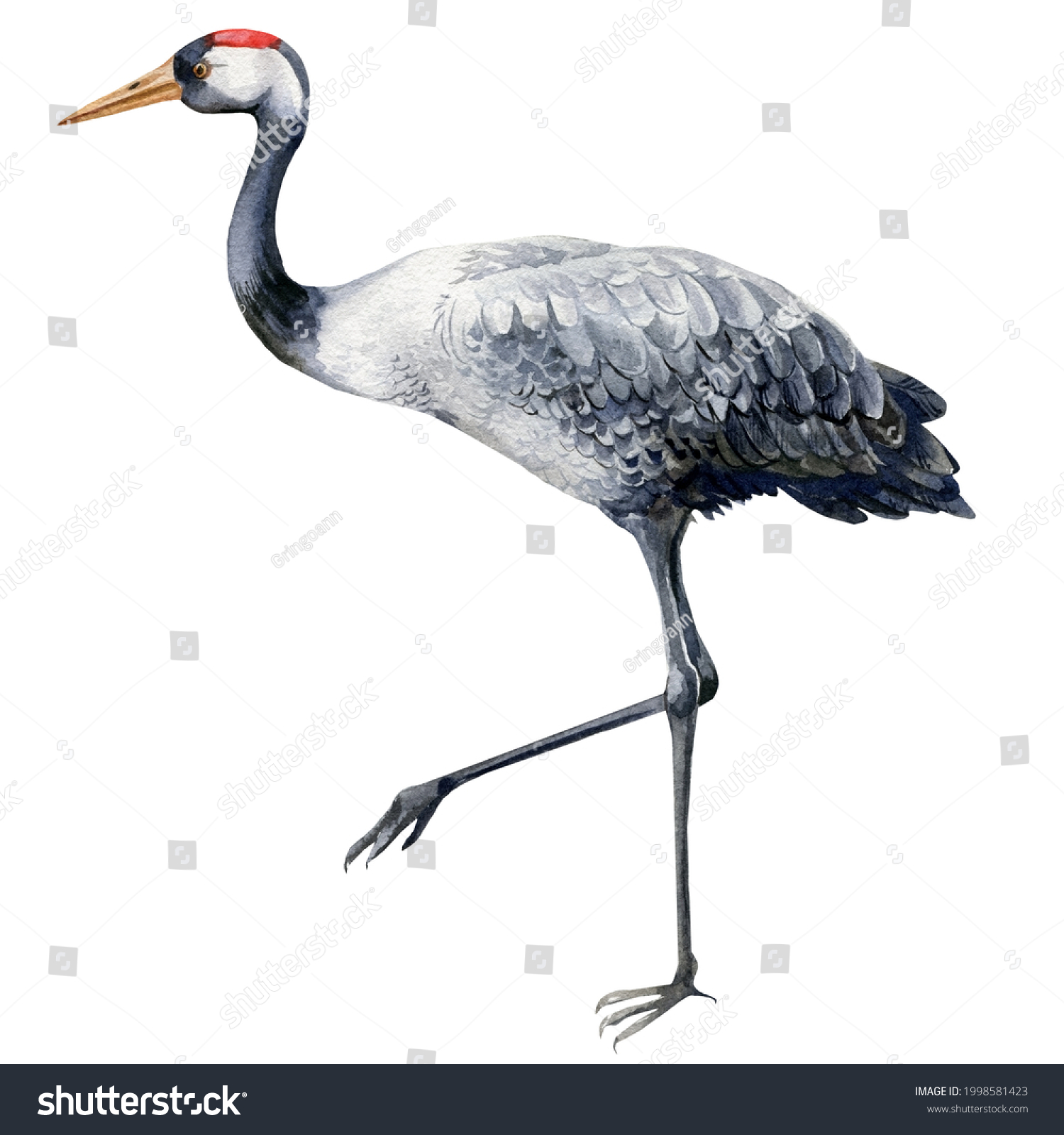 Birds Crane Watercolor White Background Stock Illustration 1998581423 