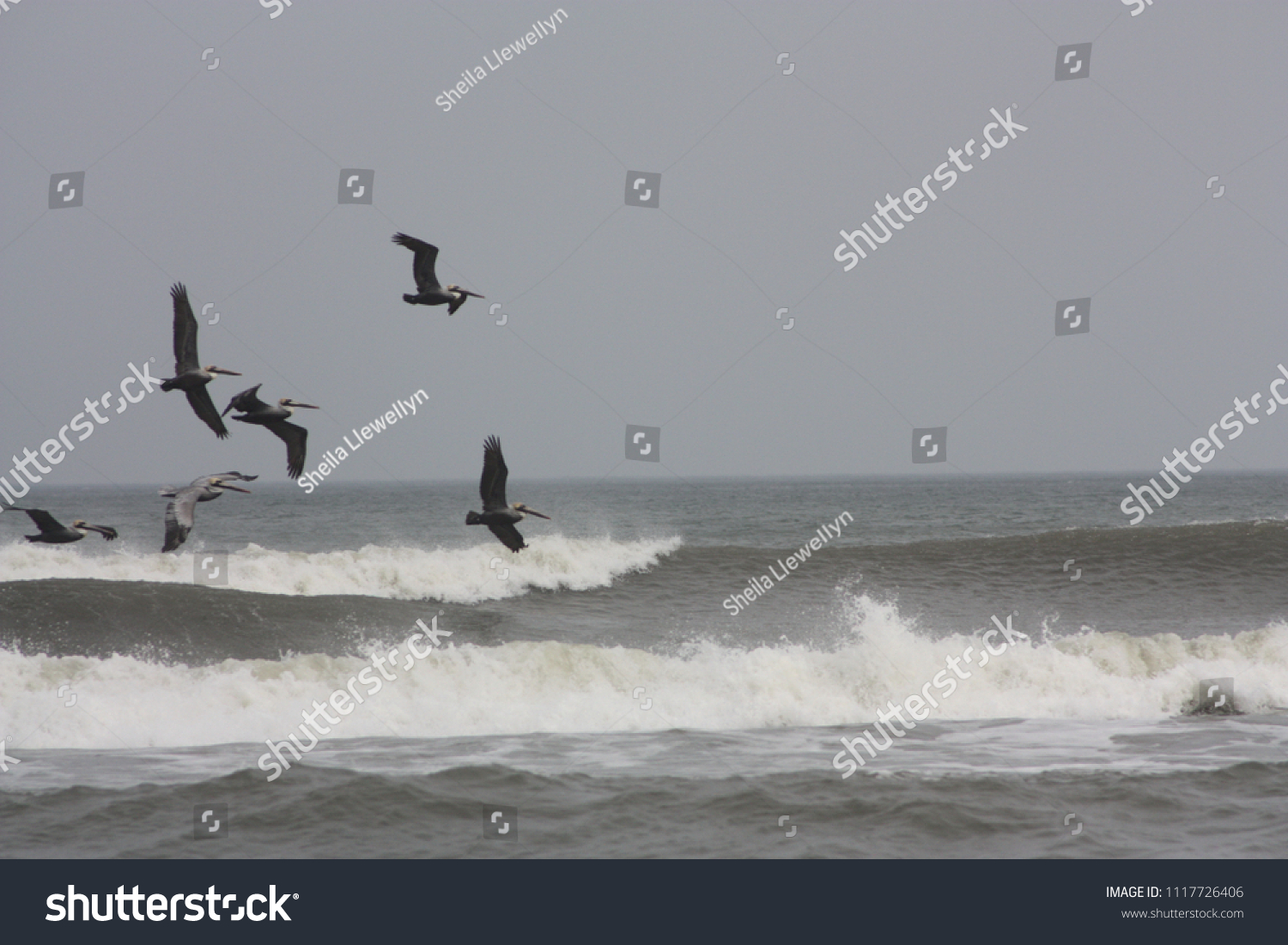 Birds Flying Over Ocean Waves Stock Photo 1117726406 | Shutterstock