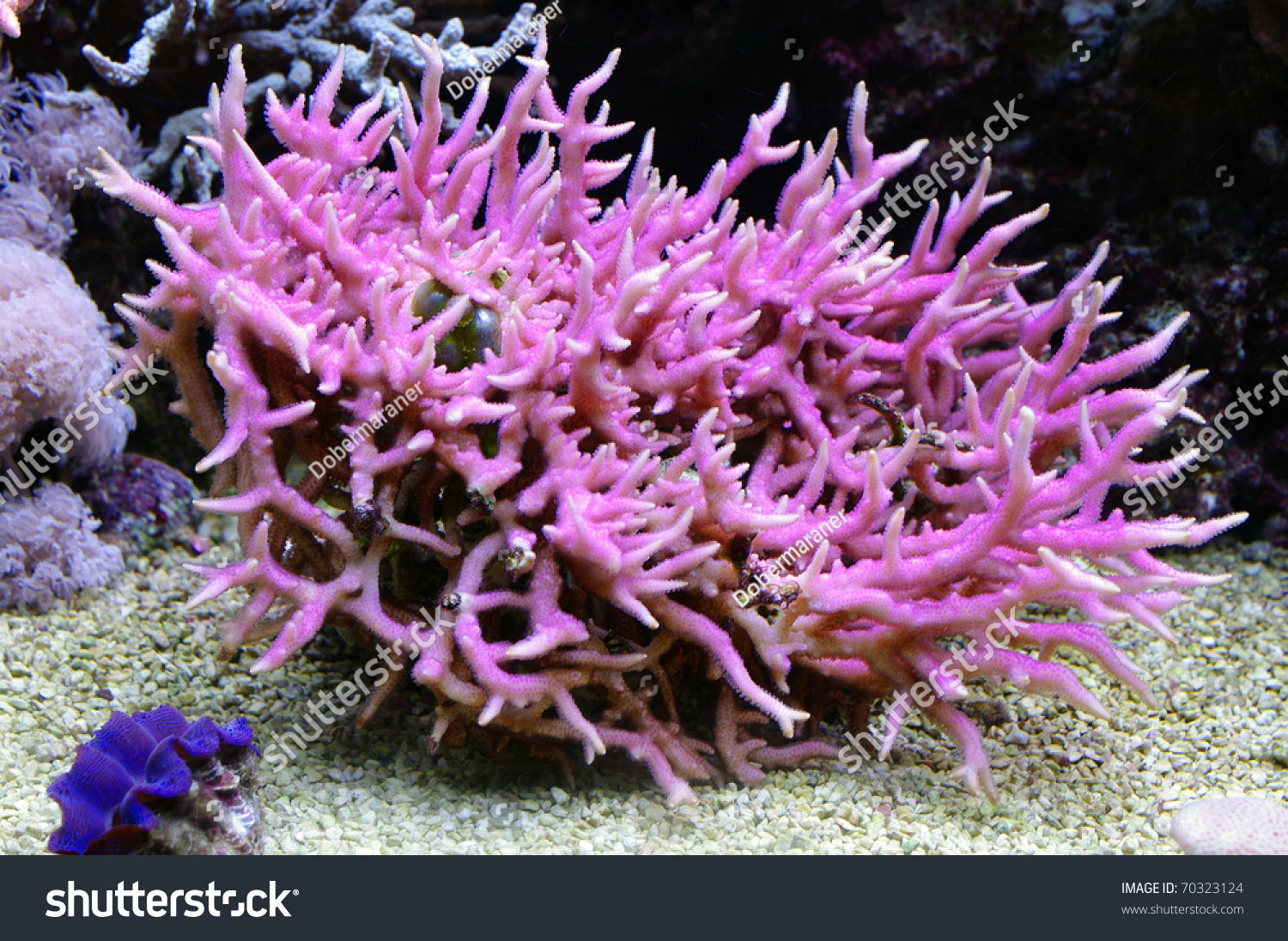 Birdsnest Coral Seriatopora Hystrix Stock Photo Edit Now 70323124