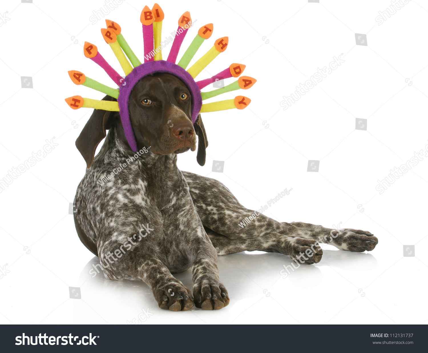 Birthday Dog German Short Haired Pointer Stock Photo Edit Now