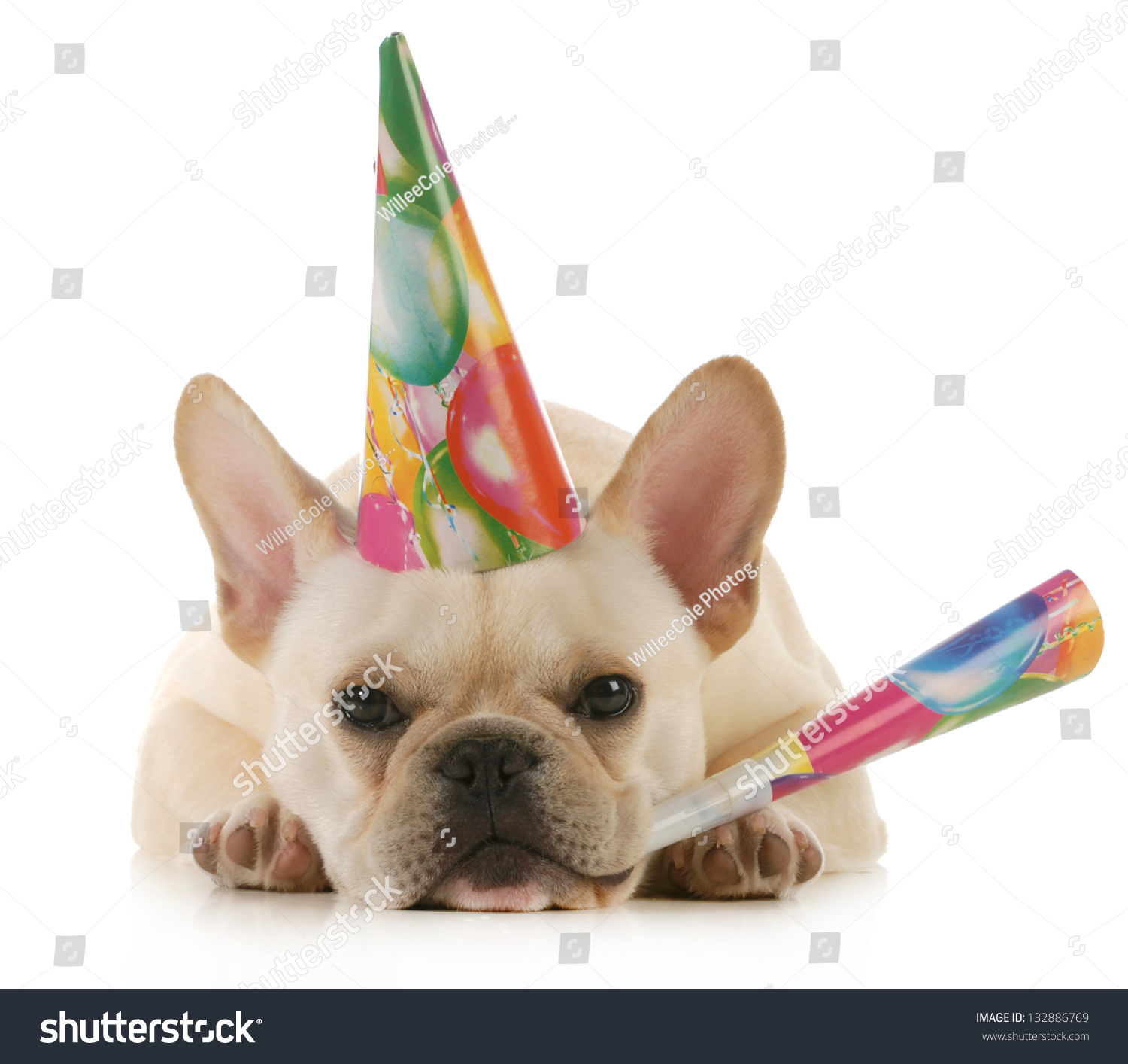 Birthday Dog Grumpy French Bulldog Wearing Stock Photo