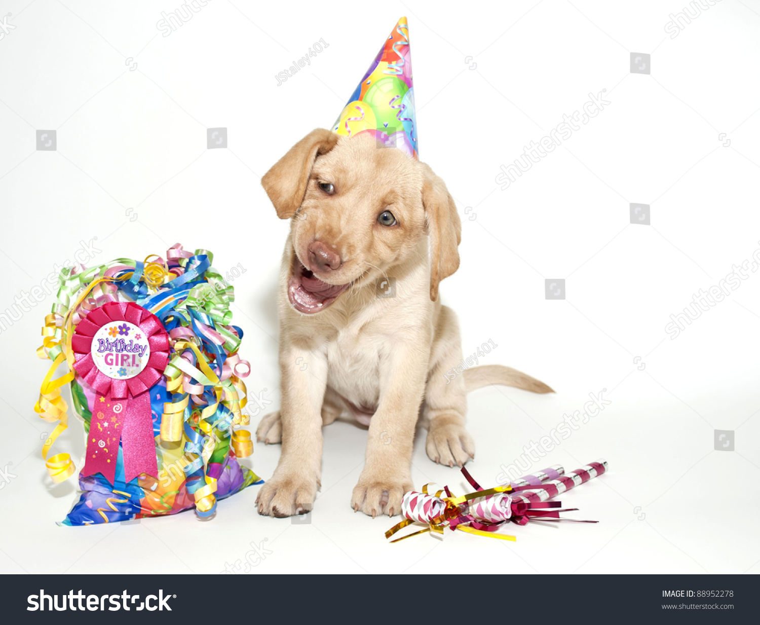 Birthday Lab Puppy Making A Funny Face And Looks Like She Is Singing ...