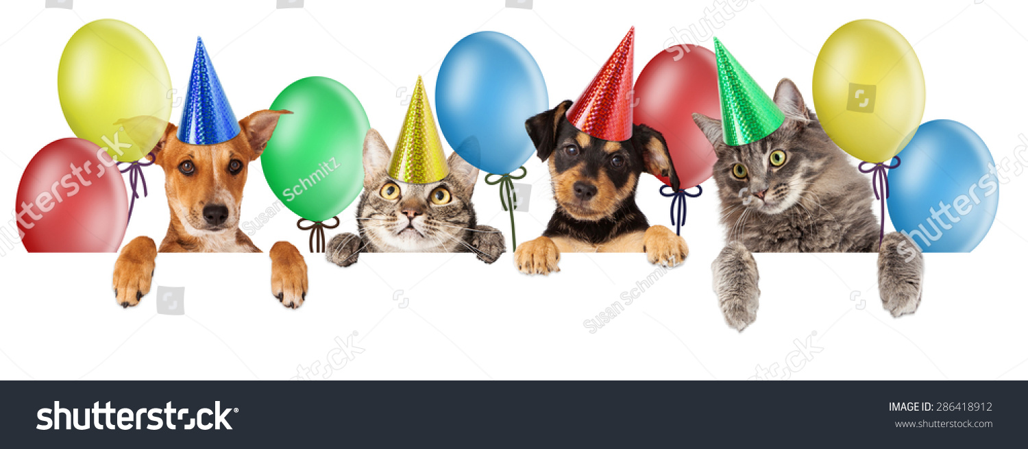 Happy Birthday Dog And Cat Images 3,572 Dog Cat Happy Birthday Images, Stock Photos & Vectors | Shutterstock