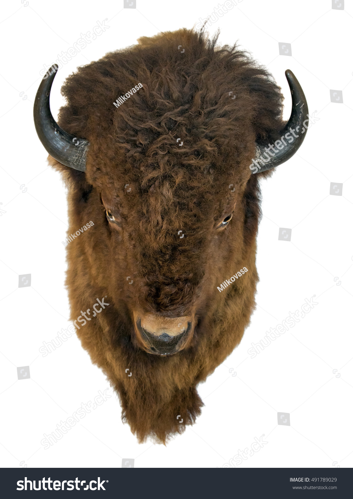 Neuware großer Bison Büffel Kopf Trophäe aus Plüsch 