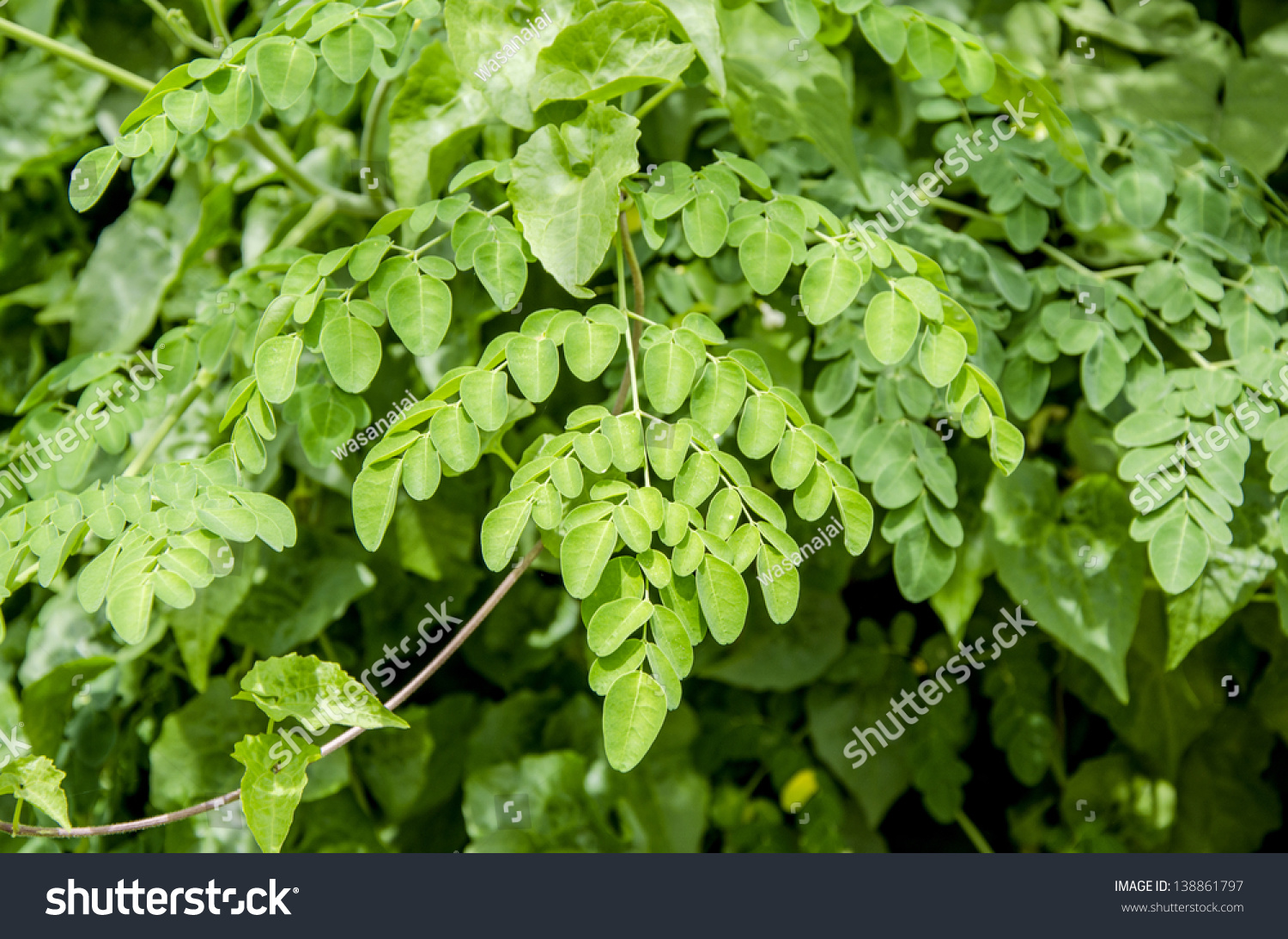 Bitter Cucumber-Chinese (Moringa Oleifera Lam.) Stock Photo 138861797 ...