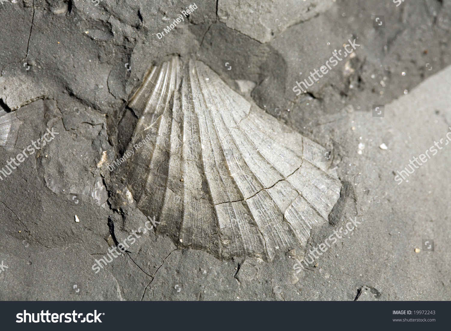 Bivalve Fossil In Blue Lias Limestone On Charmouth Beach, Dorset Stock ...