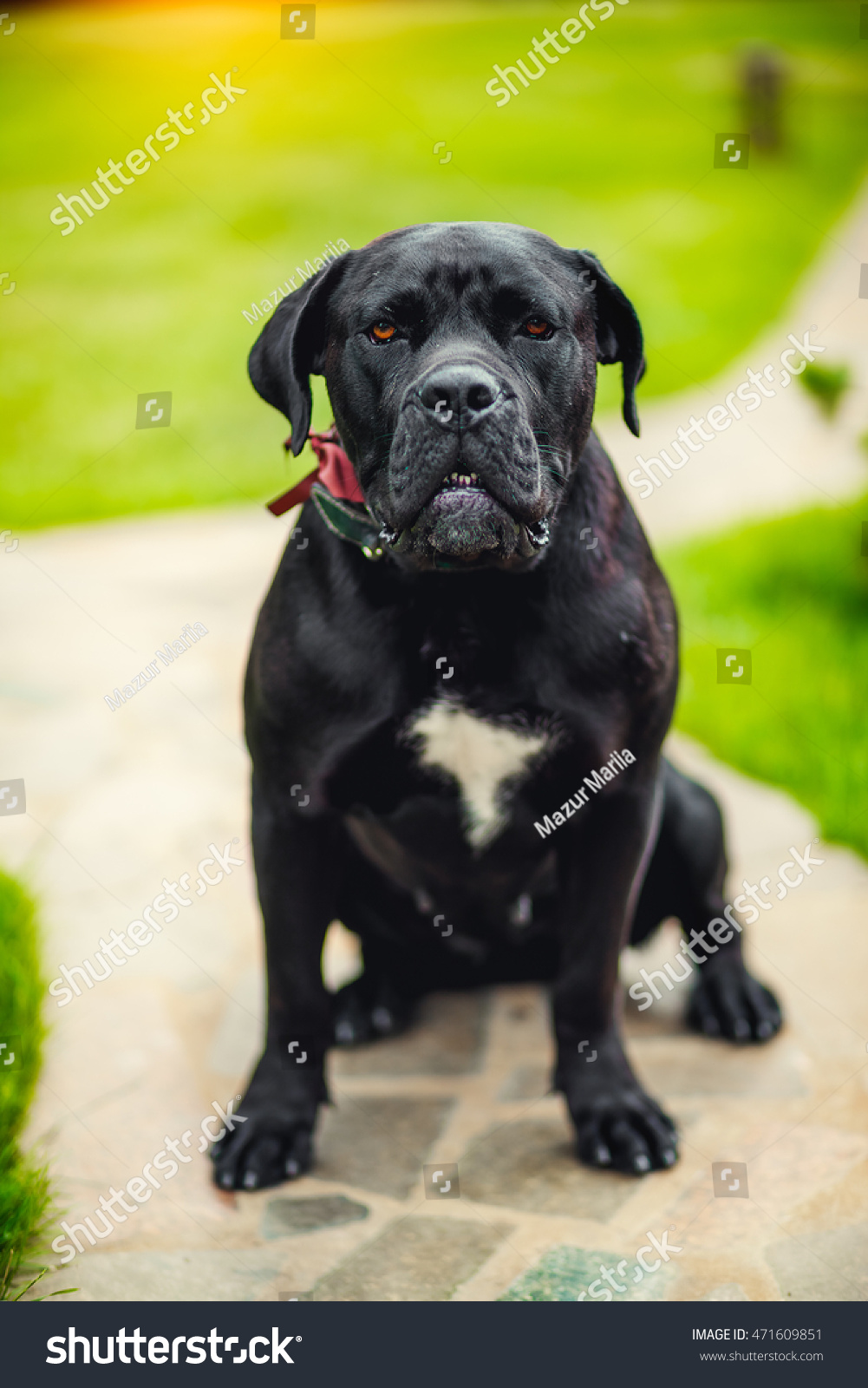 Black American Bulldog Stock Photo Edit Now 471609851