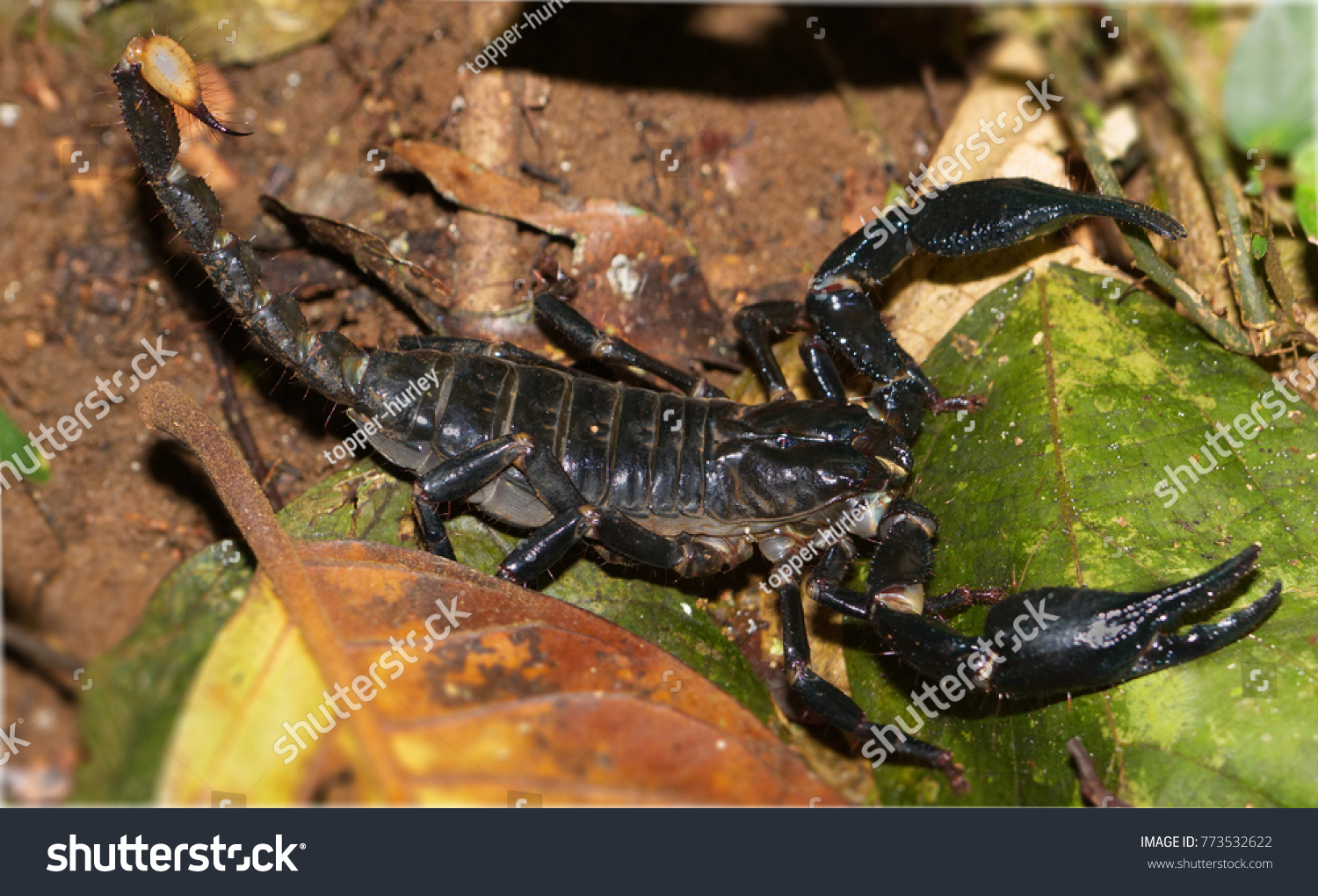 Large Black Scorpion Bako National Park Sarawak Malaysia Stock Photo Alamy