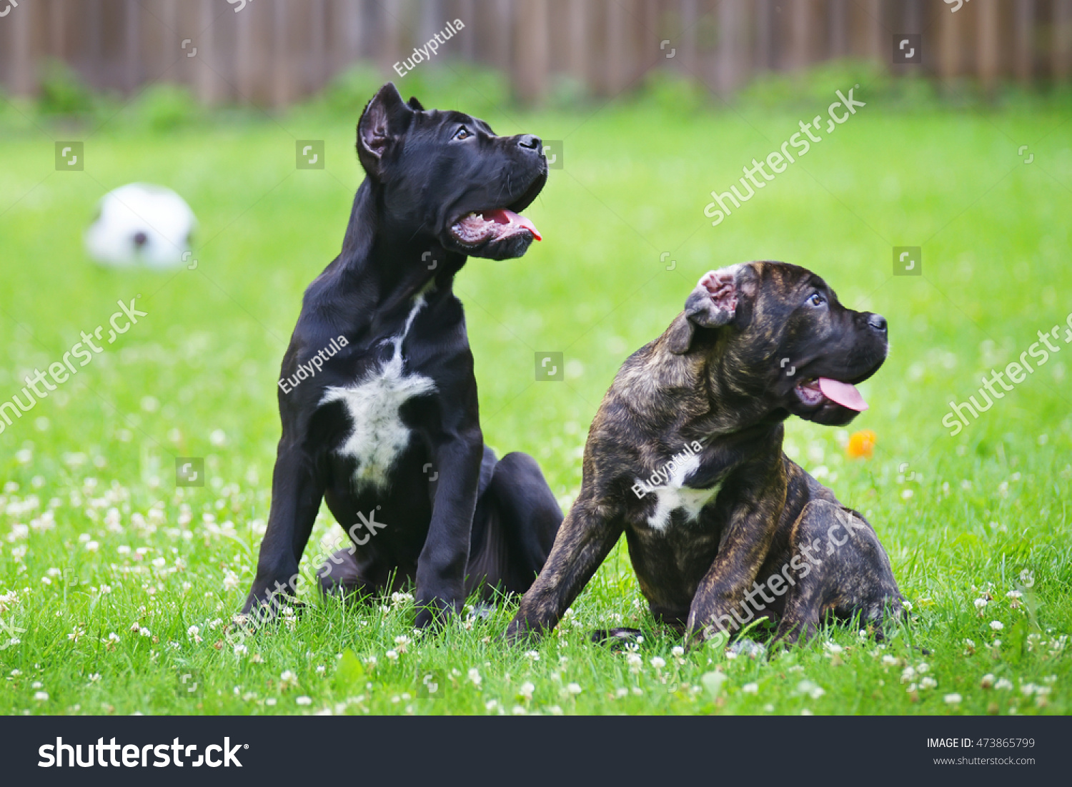 Black Brindle Cane Corso Puppies Sitting Stock Photo Edit Now 473865799