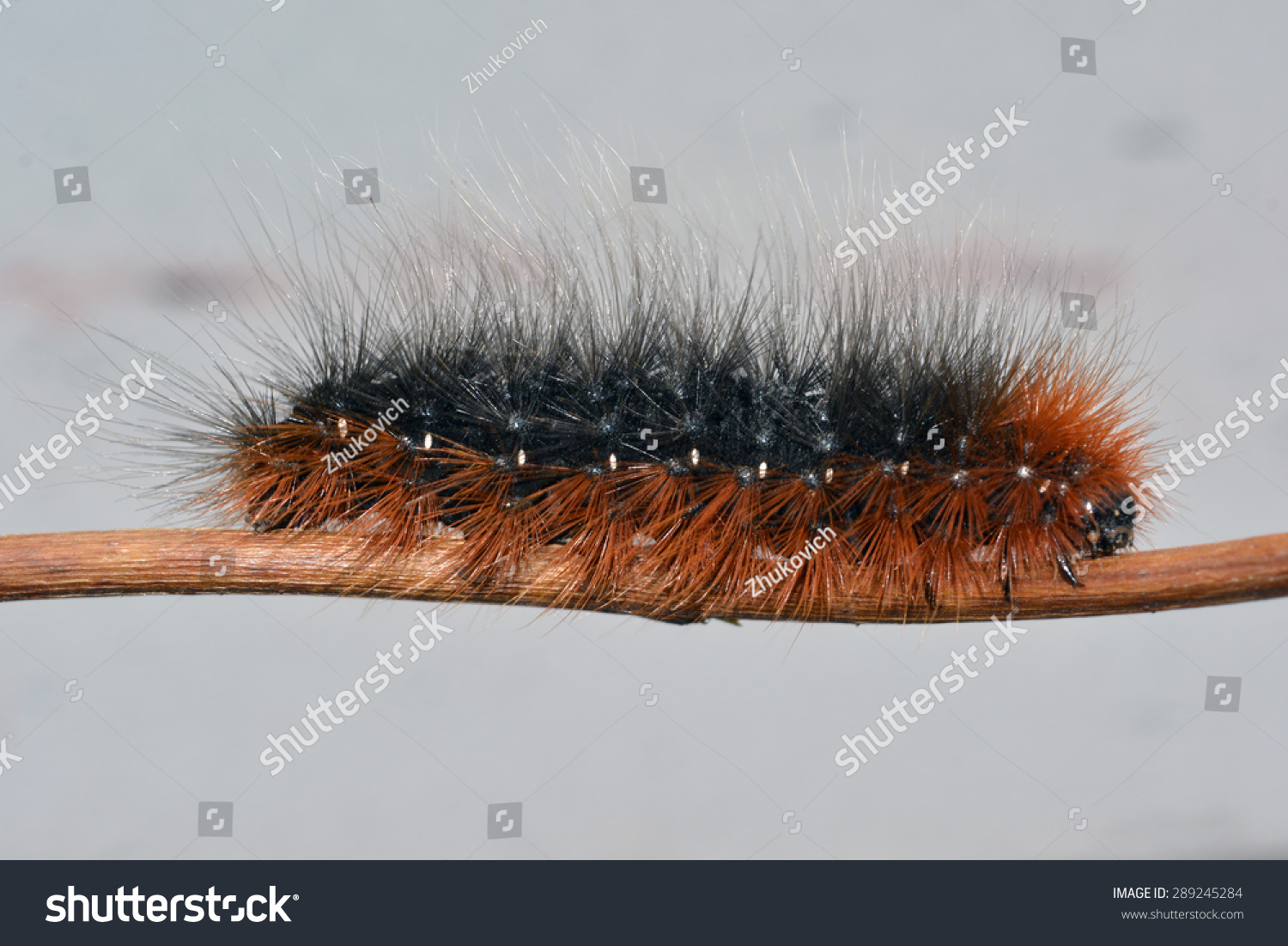 Black Orange Hairy Caterpillar Garden Tiger Stock Photo Edit Now