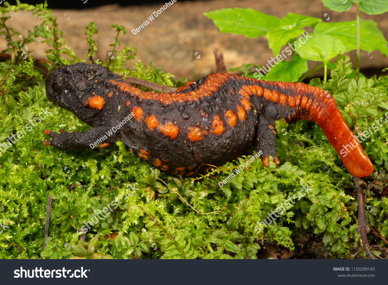 Black Red Flattailed Lizard Stock Photo Edit Now 1150299149