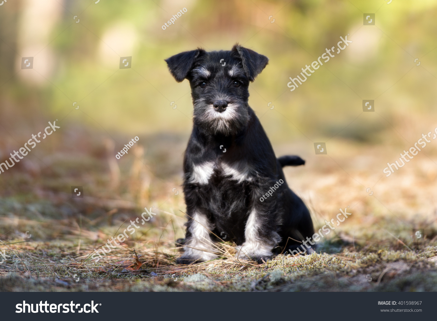 black silver schnauzer puppies