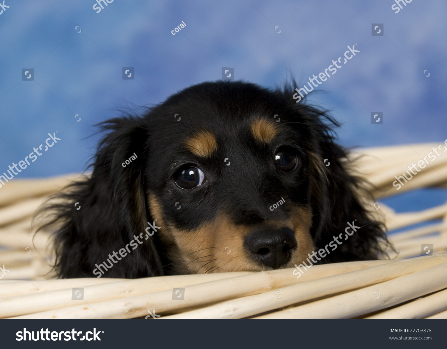 Black Tan Longhaired Miniature Dachshund Stock Photo Edit Now 22703878