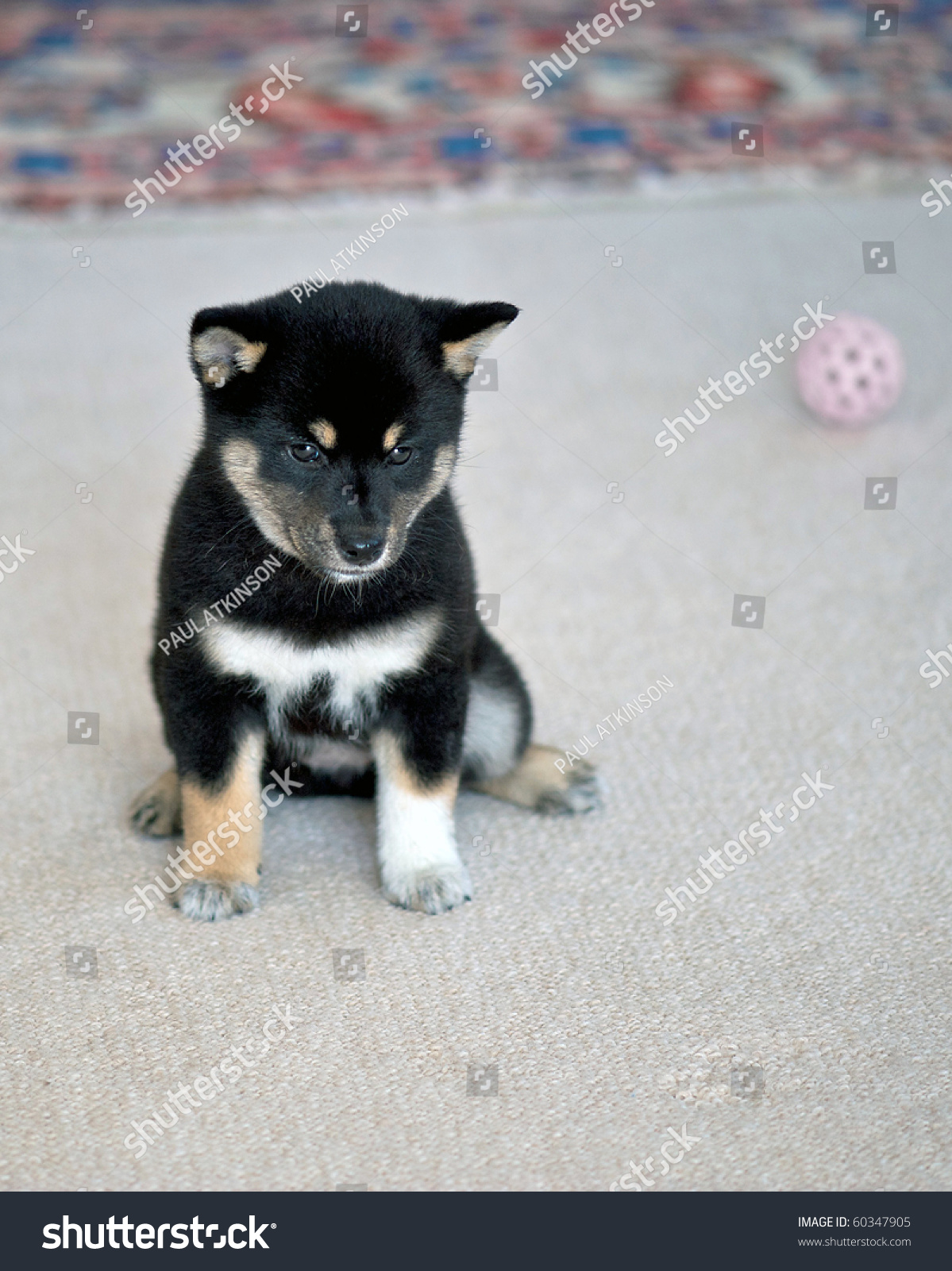 black and tan shiba puppy