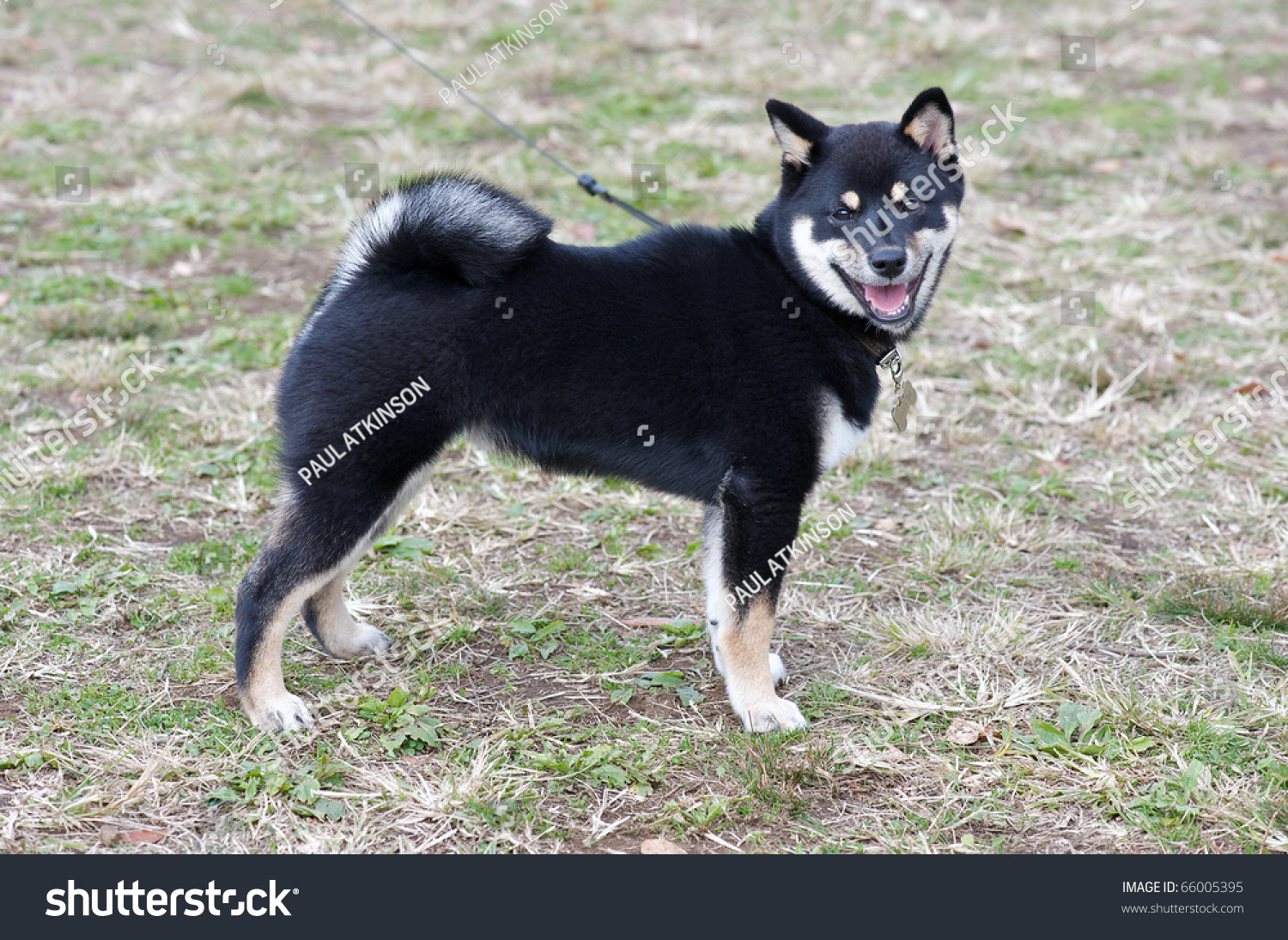stock photo black and tan shiba inu puppy at four months old 66005395