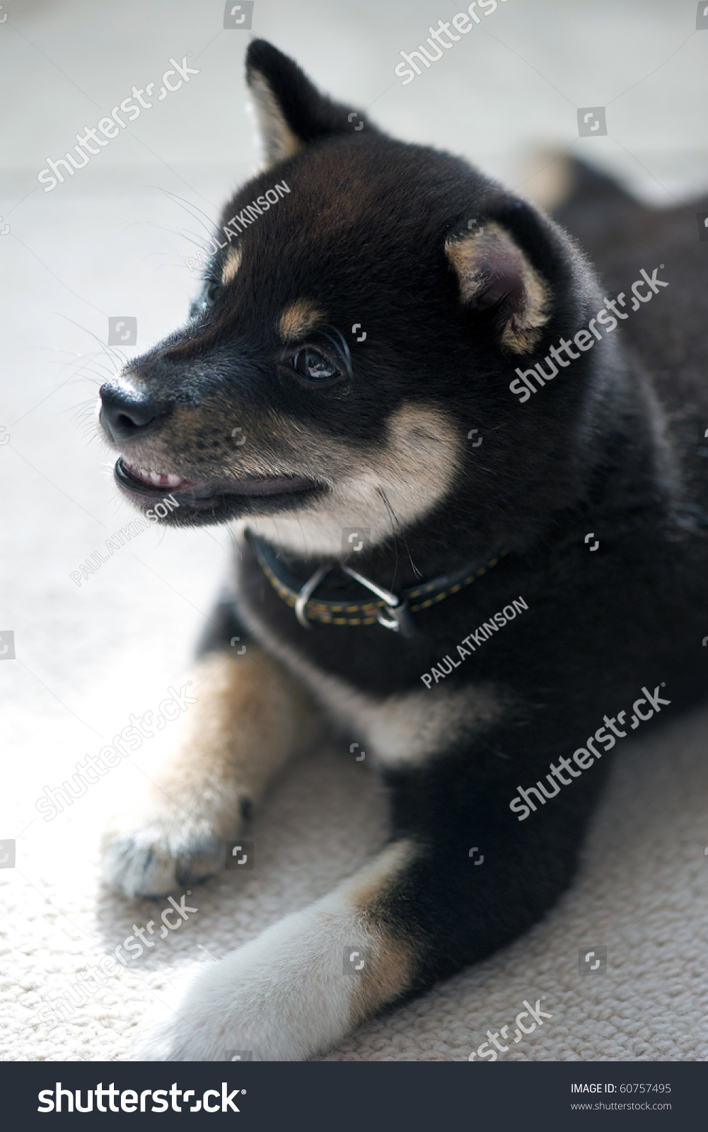 Black Tan Shiba Inu Puppy 8 Stock Photo Edit Now 60757495