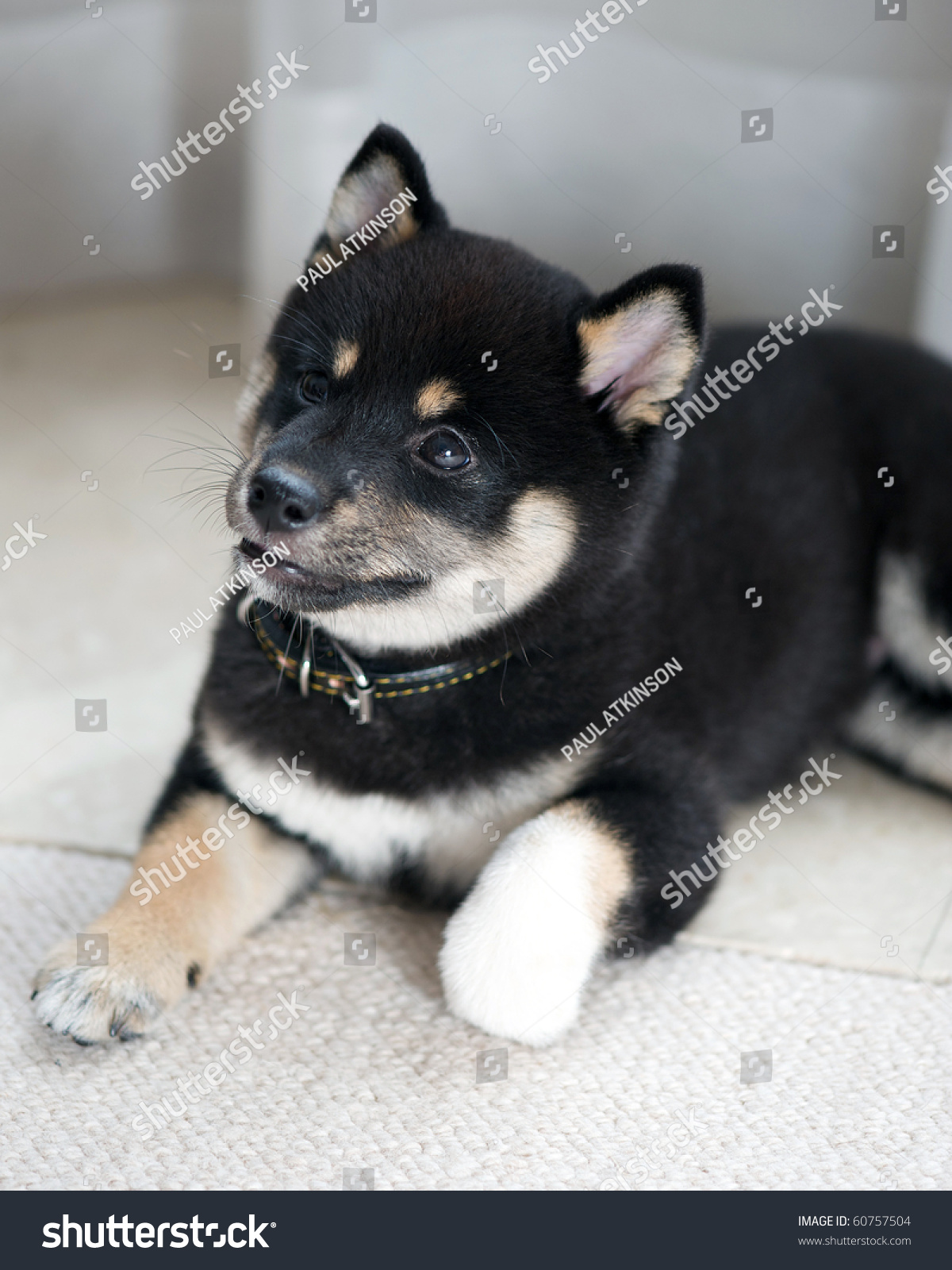 Black Tan Shiba Inu Puppy 8 Transportation Animals