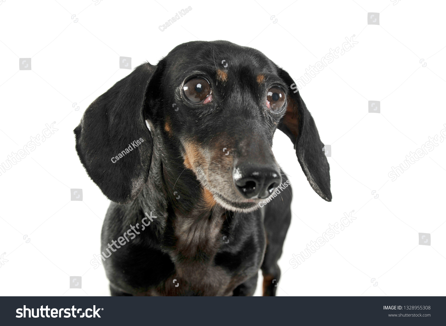 Black Tan Short Haired Dachshund White Stock Photo Edit Now