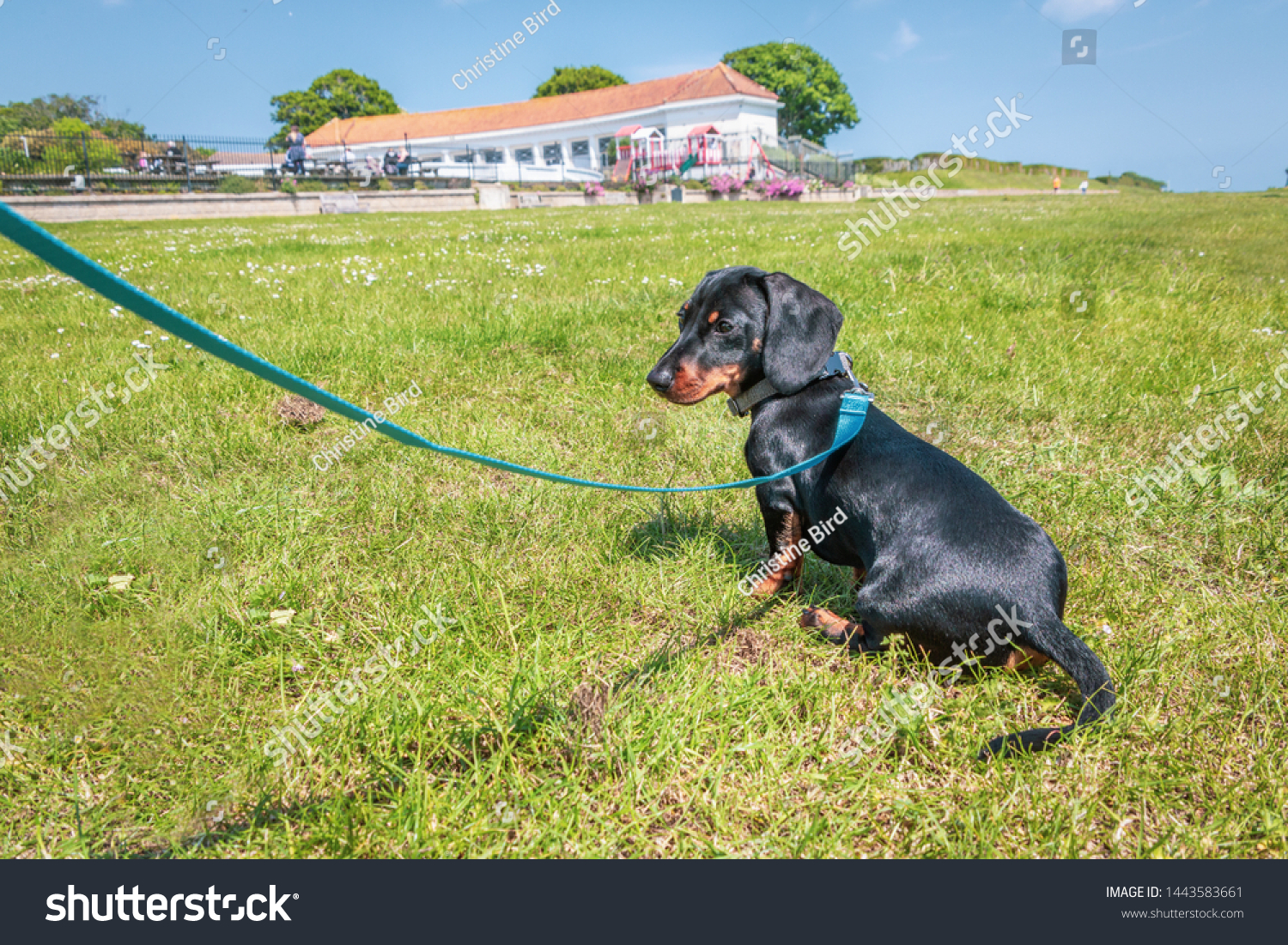 Black Tan Short Haired Miniature Dachshund Stock Photo Edit Now