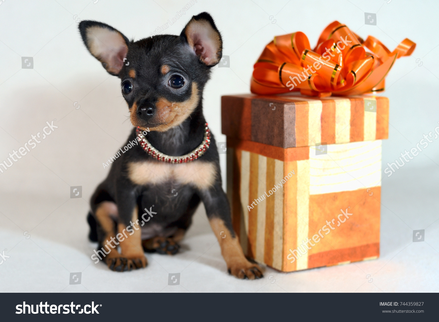 Black Tan Shorthaired Russkiy Toy Russian Stock Photo Edit Now